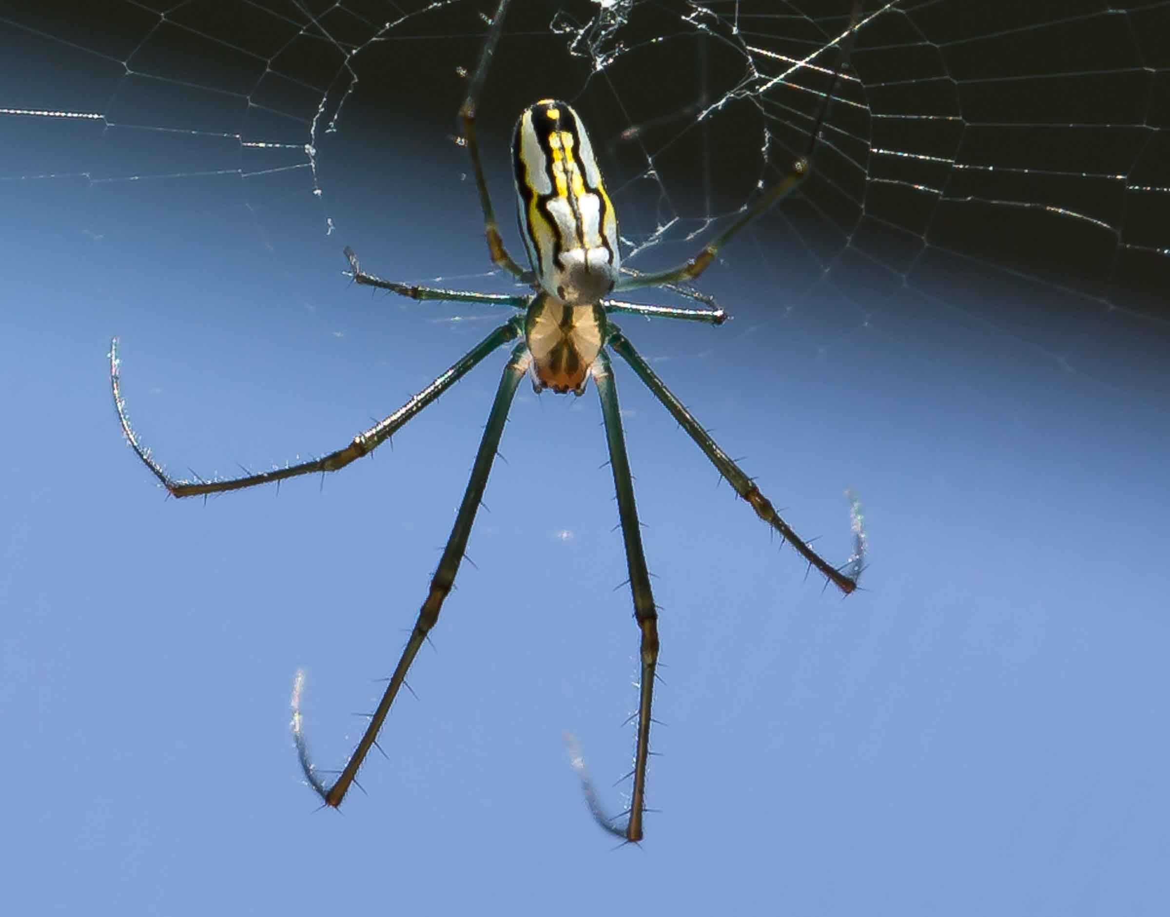 invertebrate, animal, spider web, blue, animal body part, animal wildlife, arthropod, insect, animal themes, 1080P, web, legs, blue background, animals in the wild, HD Wallpaper