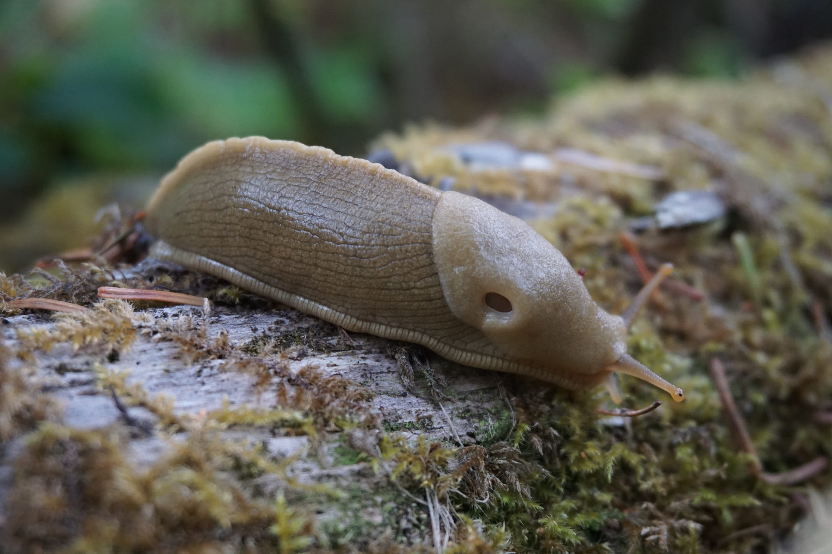 ariolimax, forest, animal themes, close up, close-up, land, slug, crawling, animal wildlife, 2K, poisonous, Wilderness, invertebrate, Banana Slug, day, HD Wallpaper
