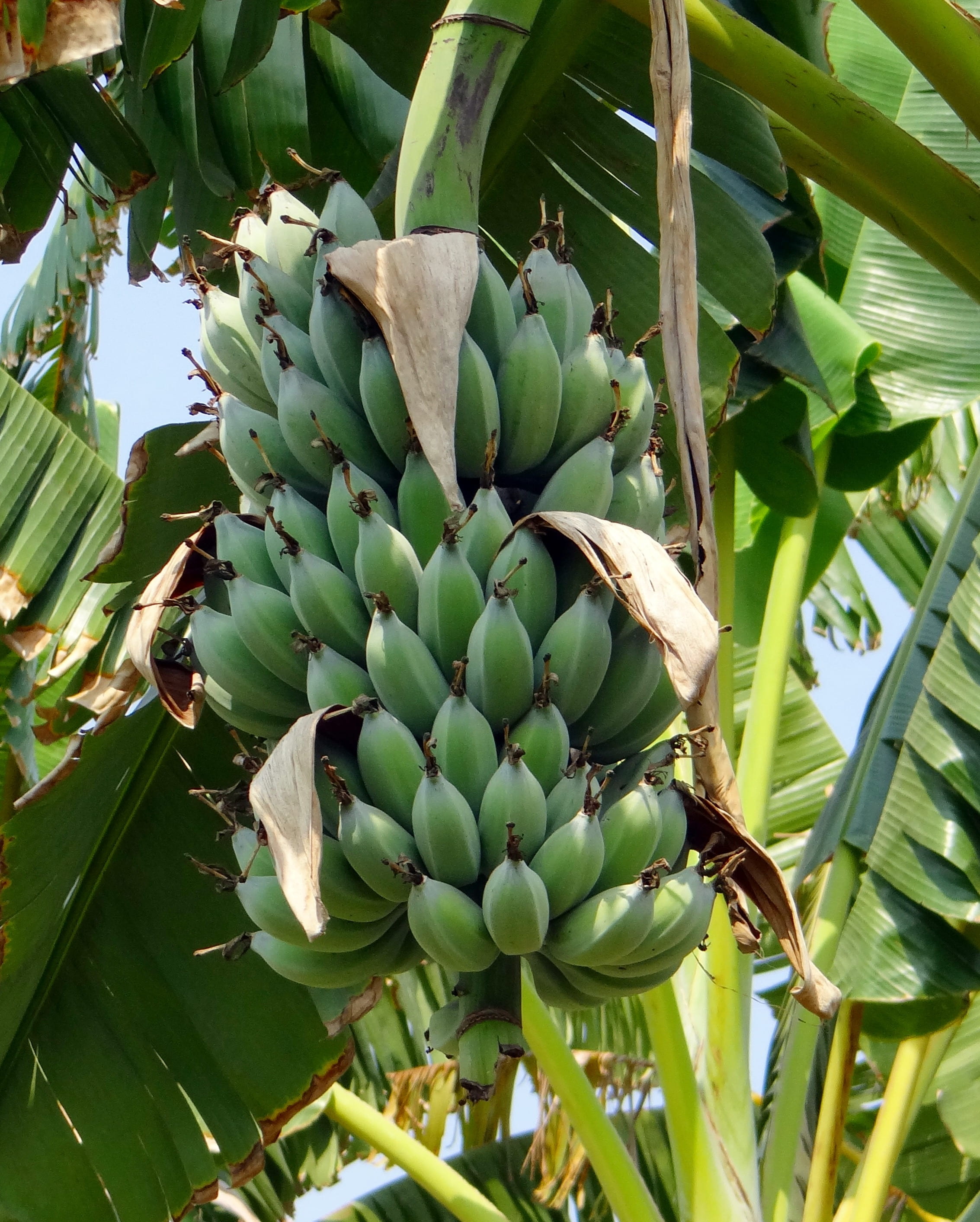banana, tropical fruit, wild banana, fruit, sweet, bunch, no people, healthy eating, close-up, plant part, food, seedy, day, musa acuminata, leaf, wellbeing, Phone HD Wallpaper