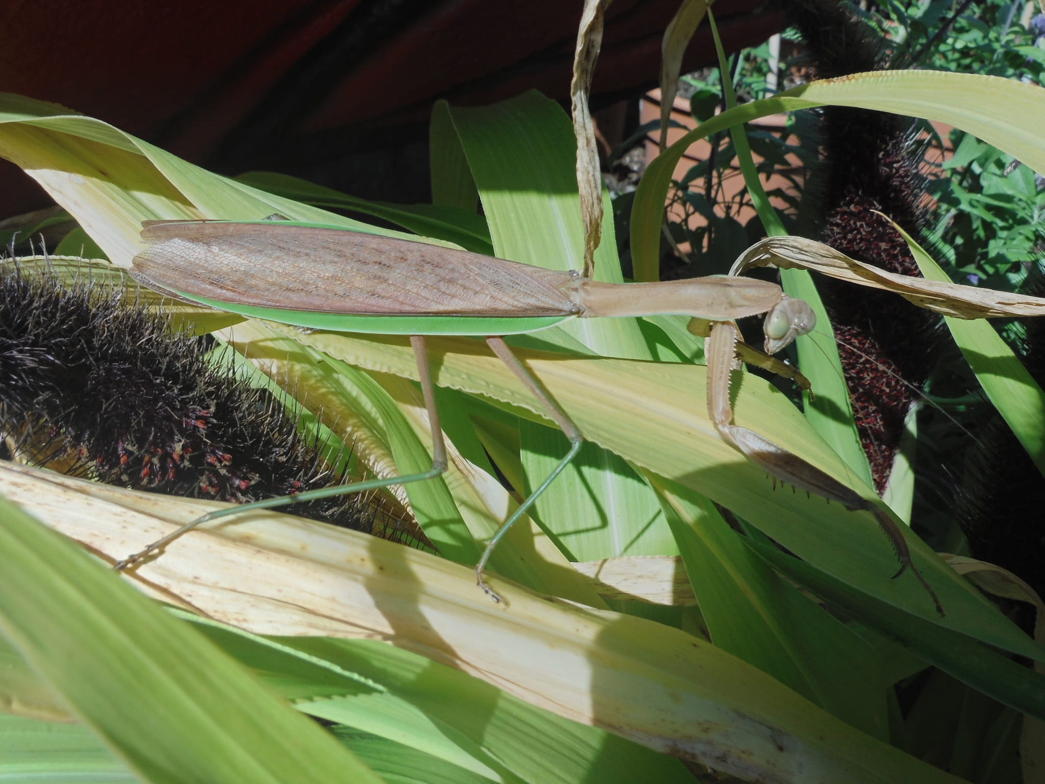 Praying, animal wildlife, growth, Brown, Insect, no people, one animal, freshness, 1080P, green, banana tree, nature, green color, focus on foreground, HD Wallpaper
