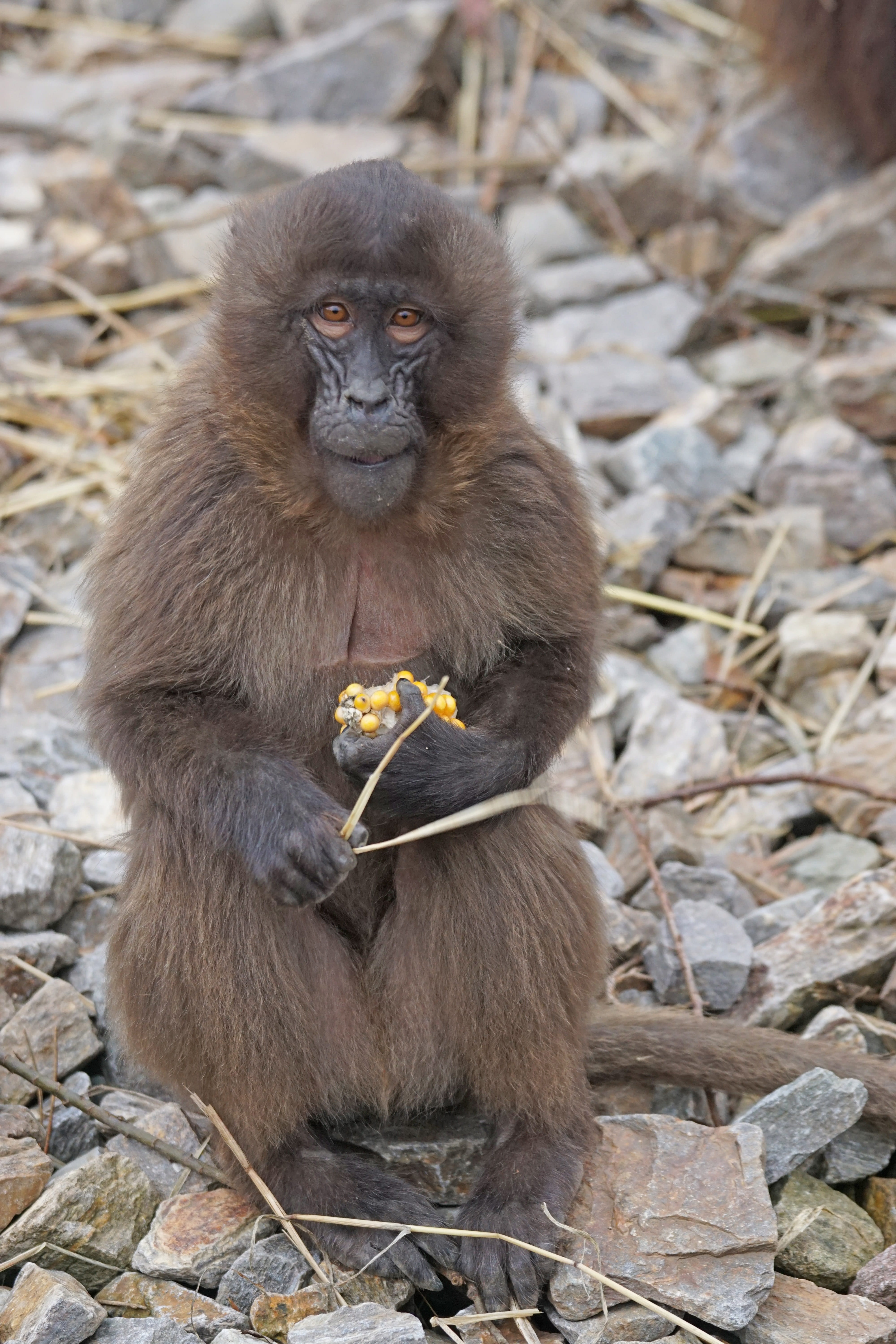 fruit, one animal, vertebrate, healthy eating, food, mammal, food and drink, animals in the wild, dschelada, sitting, banana, people, day, blood baboon, Phone HD Wallpaper