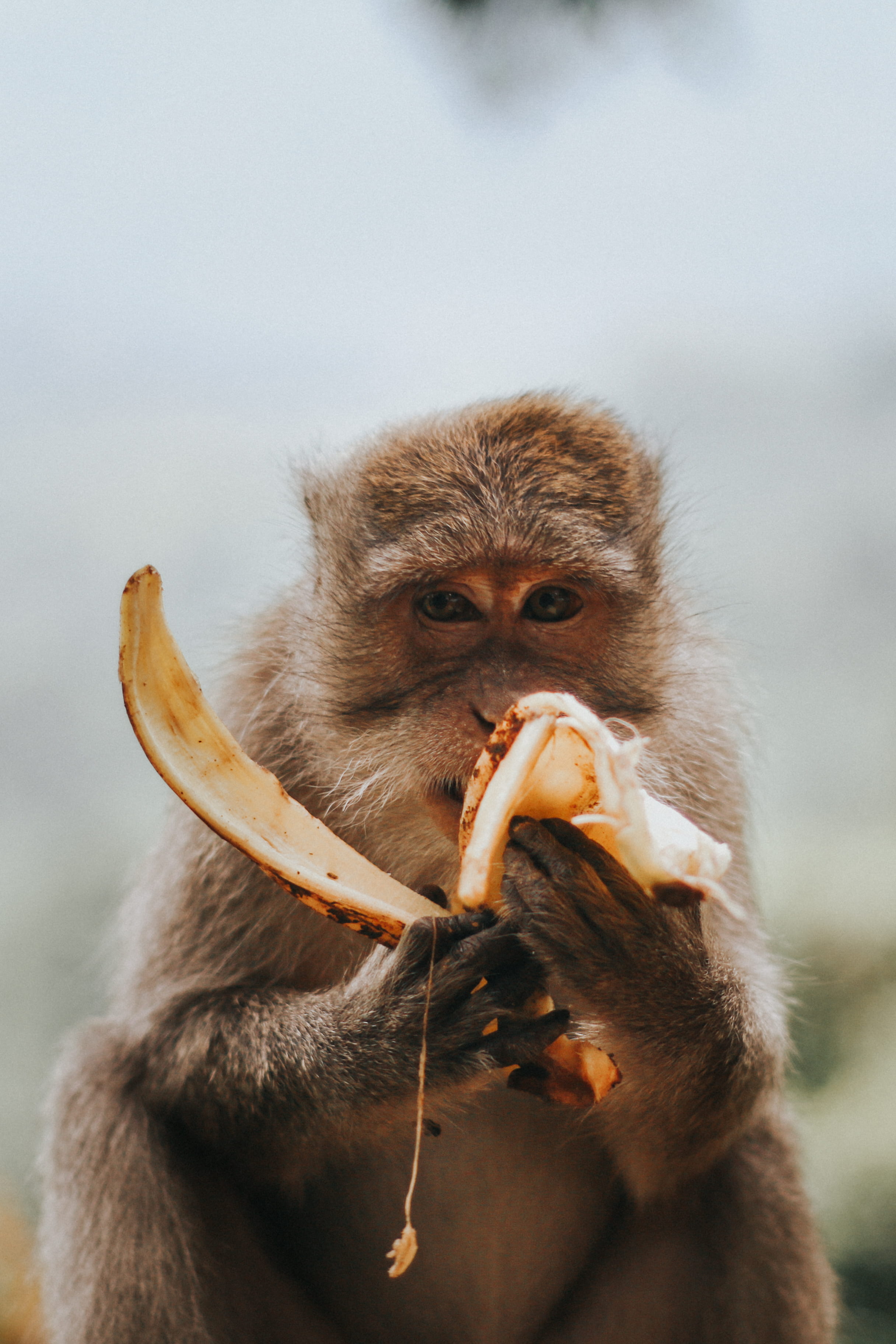 food and drink, photo, animal head, close-up, monkey, mammal, animal, brown, primate, animal themes, one animal, outdoors, no people, eating, wild, animal wildlife, Phone HD Wallpaper