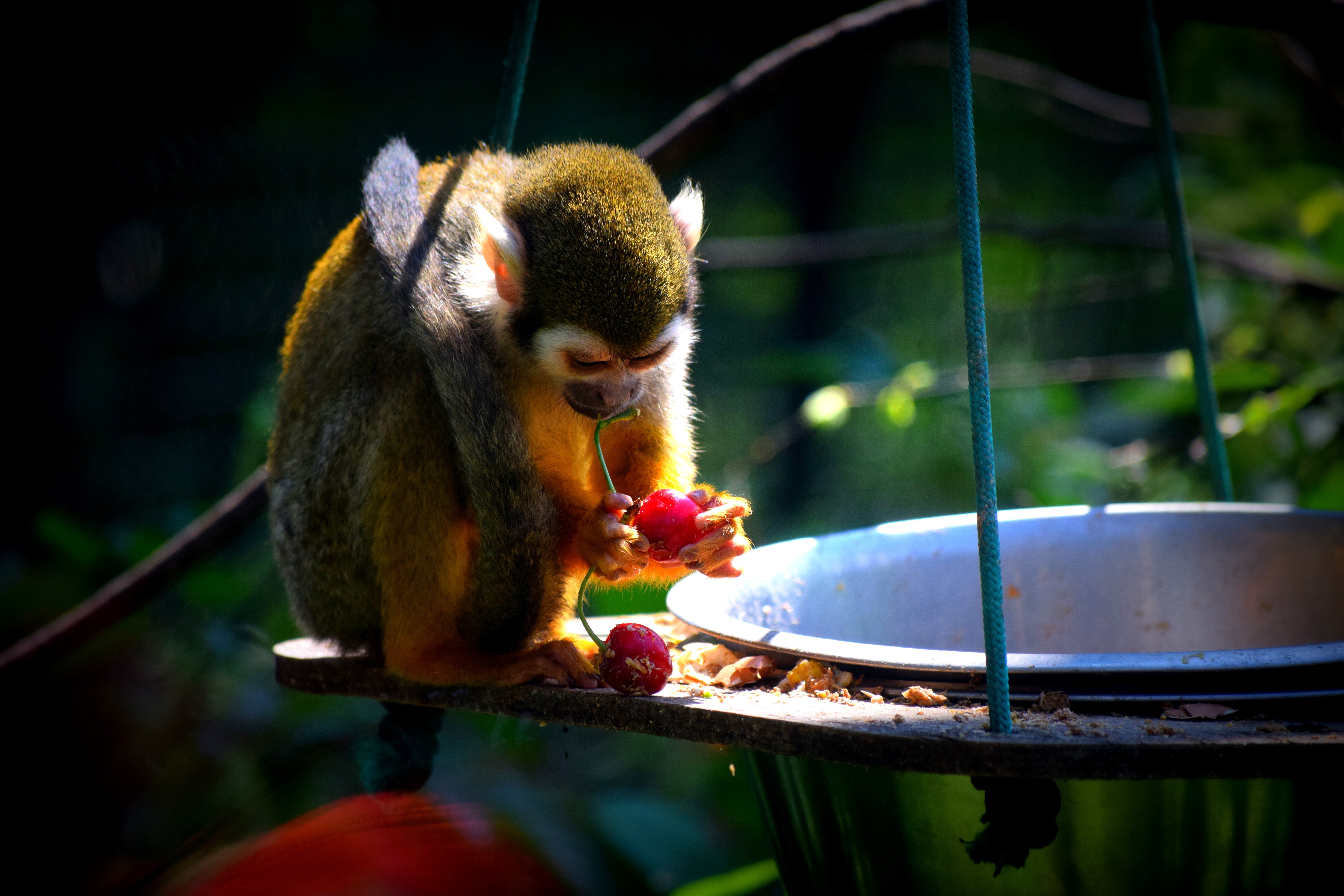 primate, vertebrate, food, one animal, zoo, healthy eating, nature, holding, 5K, food and drink, fruit, banana, feeding, outdoors, eating, animal wildlife, HD Wallpaper