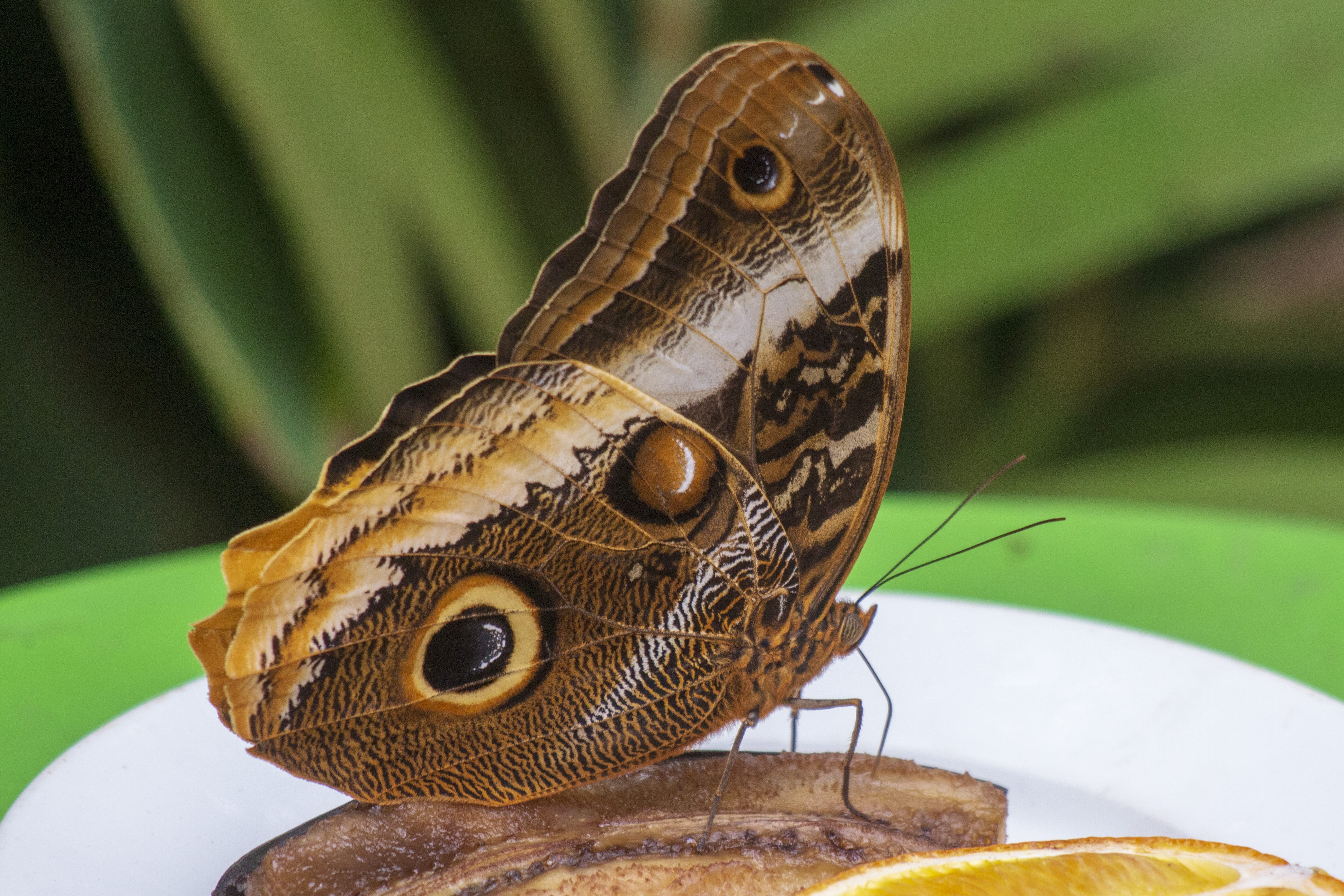 banana, wildlife, butterfly, nature, 4K, no people, animal markings, larvae, animal body part, one animal, animal wing, brown, animal themes, delicate, HD Wallpaper