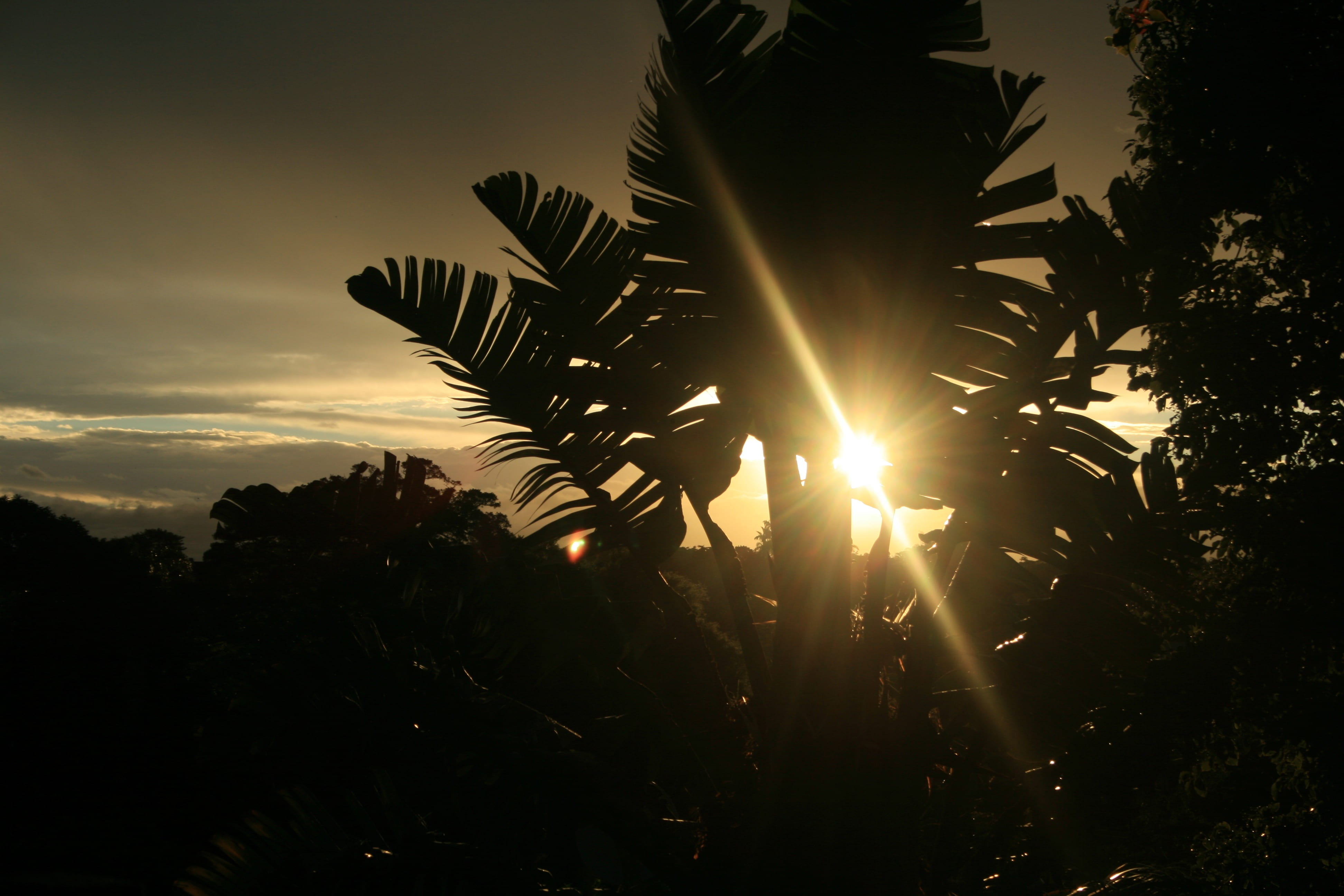 plant, tranquility, beauty in nature, sunset, outdoors, streaming, scenics - nature, lens flare, penetrating, growth, cloud - sky, back lit, bright, strelitzia, HD Wallpaper