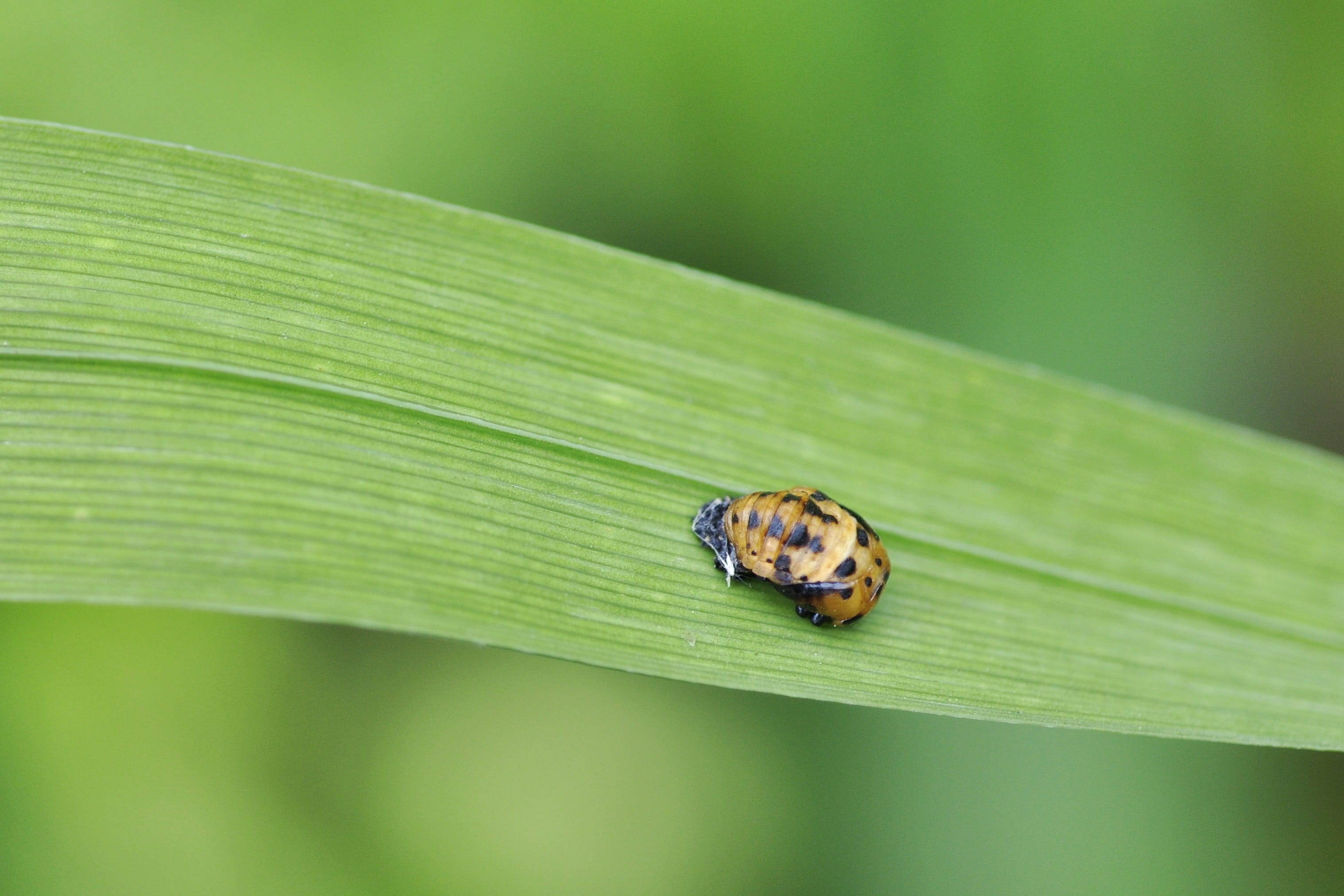 no people, animal, coccinellidae, focus on foreground, harmonia axyridis, close-up, environment, Doll, plant, animals in the wild, outdoors, day, Leaf, HD Wallpaper