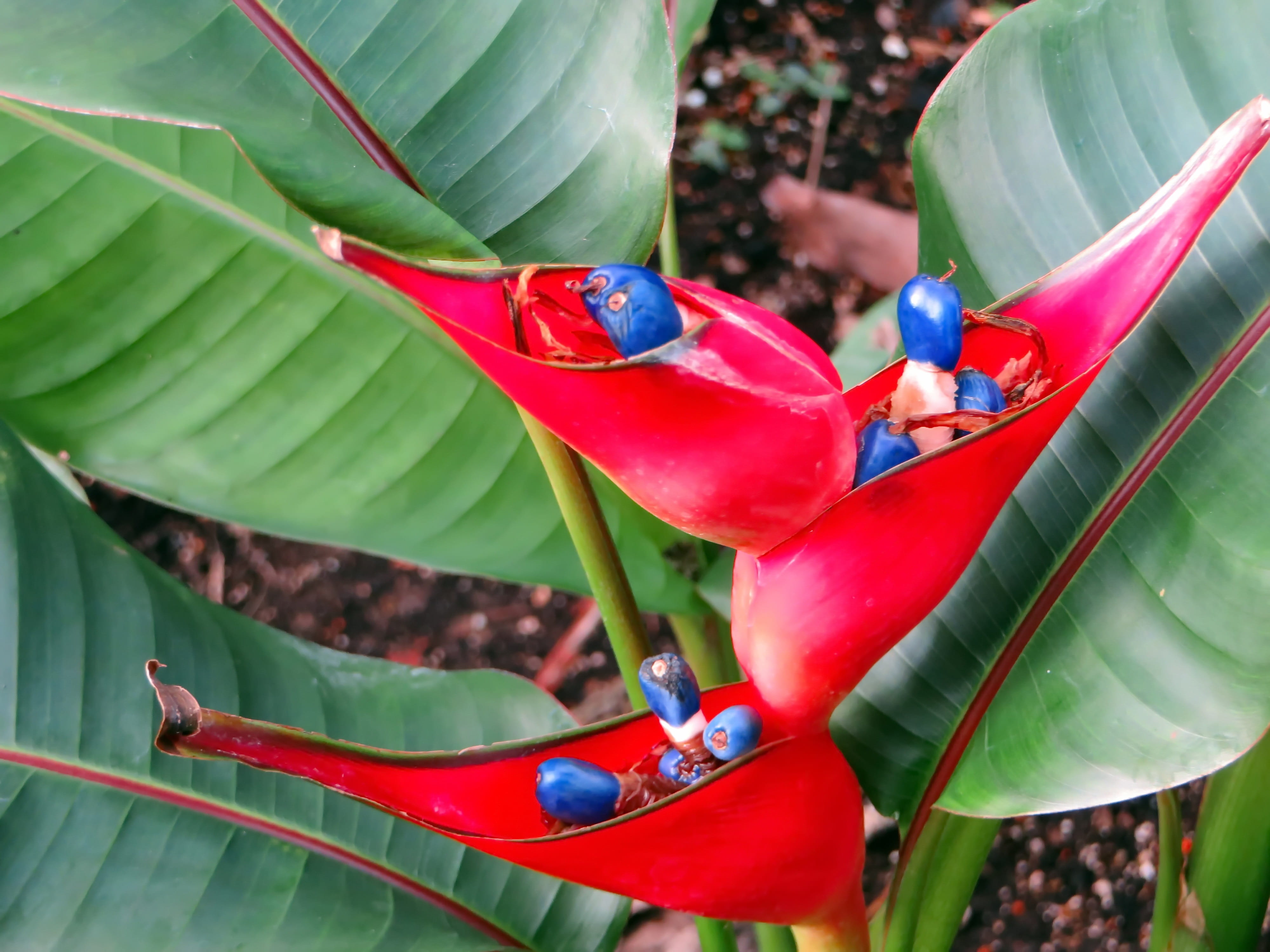 red flower, petal, growth, leaves, green color, beauty in nature, summer, no people, banana, close-up, nature, focus on foreground, tropical Climate, tropic, HD Wallpaper