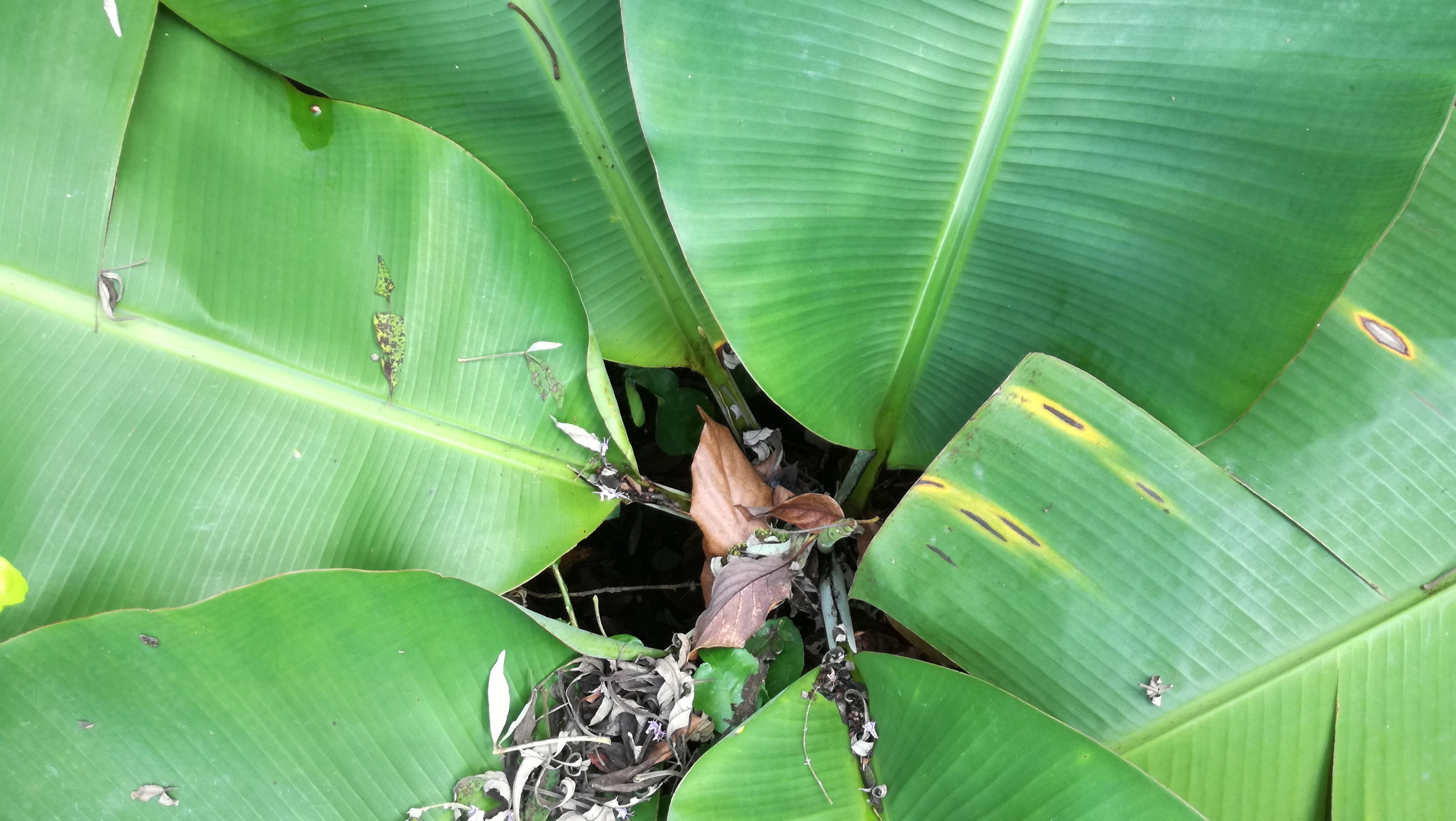 outdoors, banana, animals in the wild, plant part, leaves, growth, banana tree, butterfly - insect, nature, plant, close-up, environment, animal, one animal, HD Wallpaper