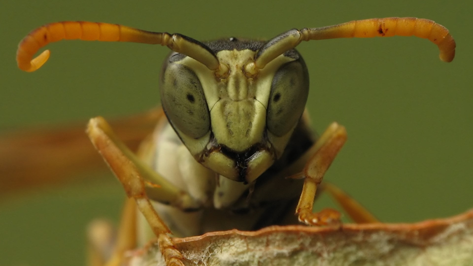 selective focus, animal wildlife, no people, food, animals in the wild, one animal, day, close-up, nature, 1080P, insect, outdoors, banana, wood - material, HD Wallpaper