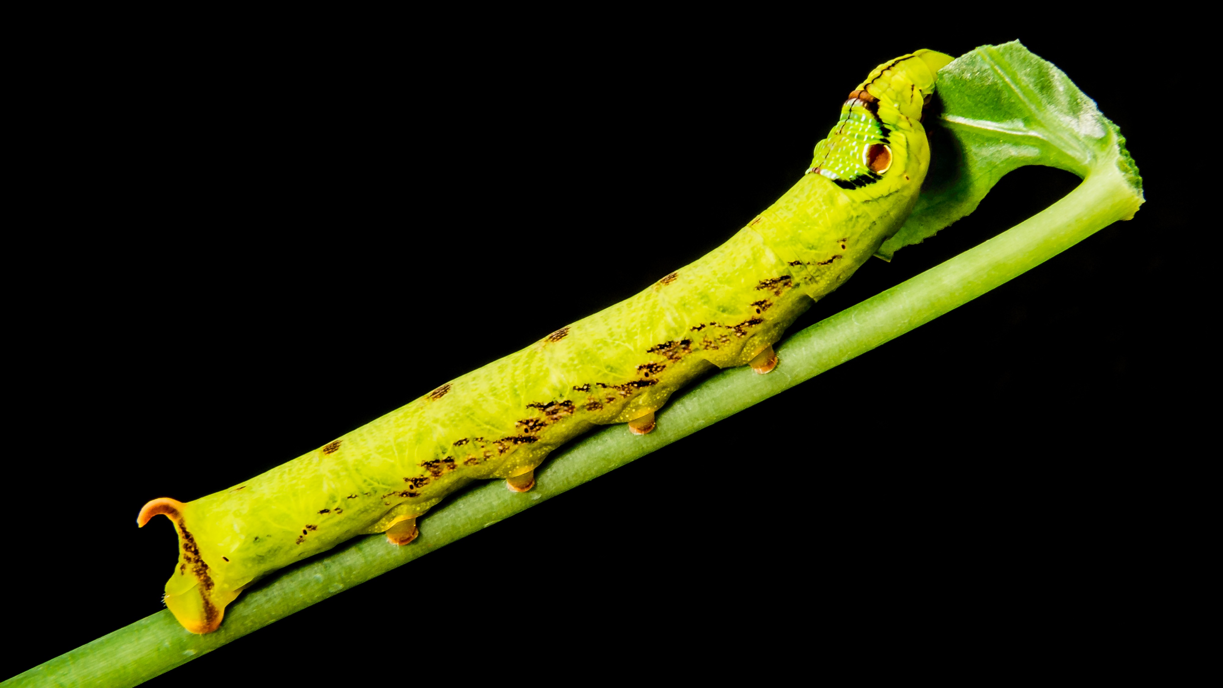 banana, vertebrate, still life, one animal, black background, animal body part, gluttonous, studio shot, caterpillar, close, cut out, nature, animals in the wild, HD Wallpaper