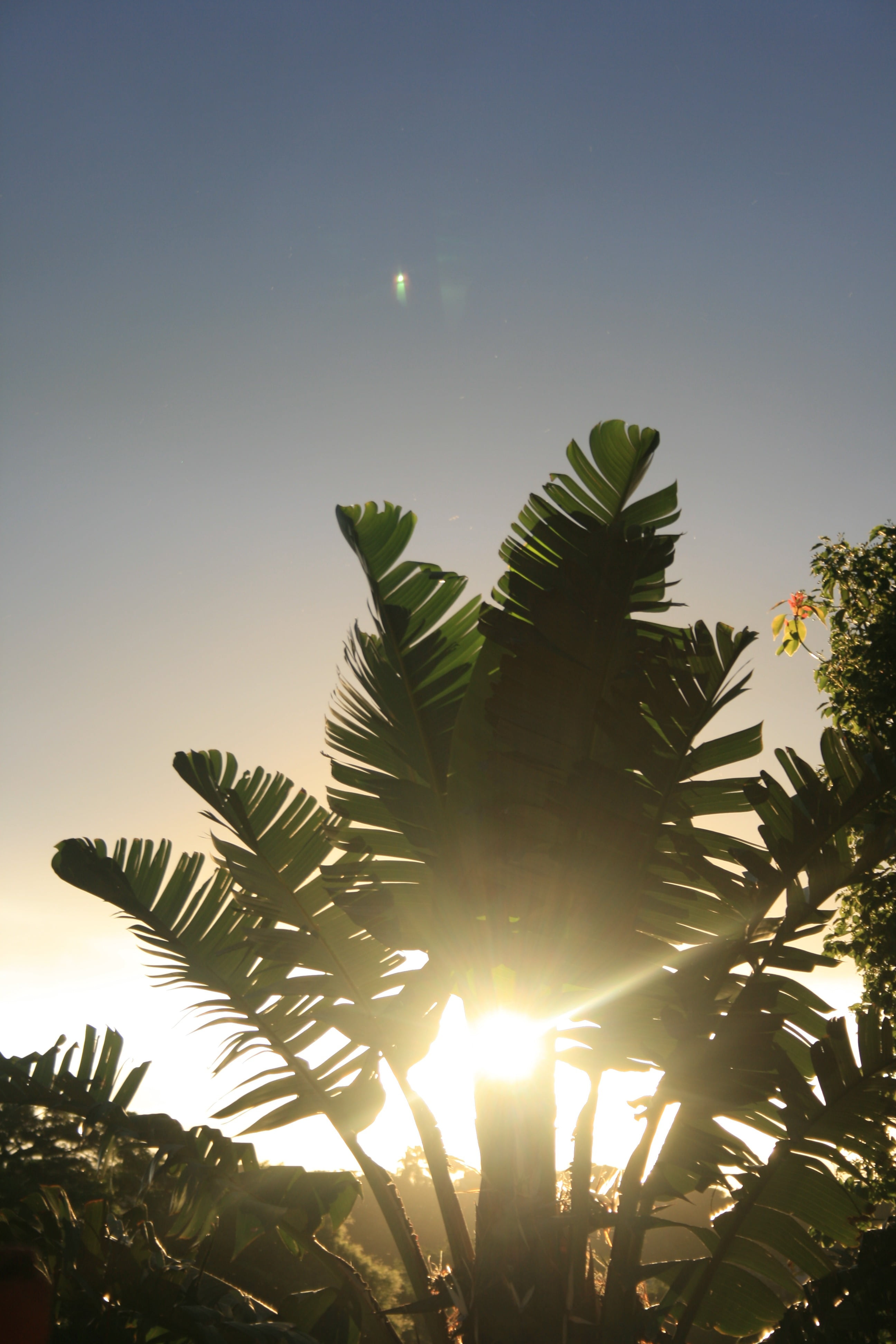 low angle view, tranquility, tropical climate, branches, palm tree, sky, bright, sun, growth, plant, tree, lens flare, environment, scenics - nature, plant part, Phone HD Wallpaper