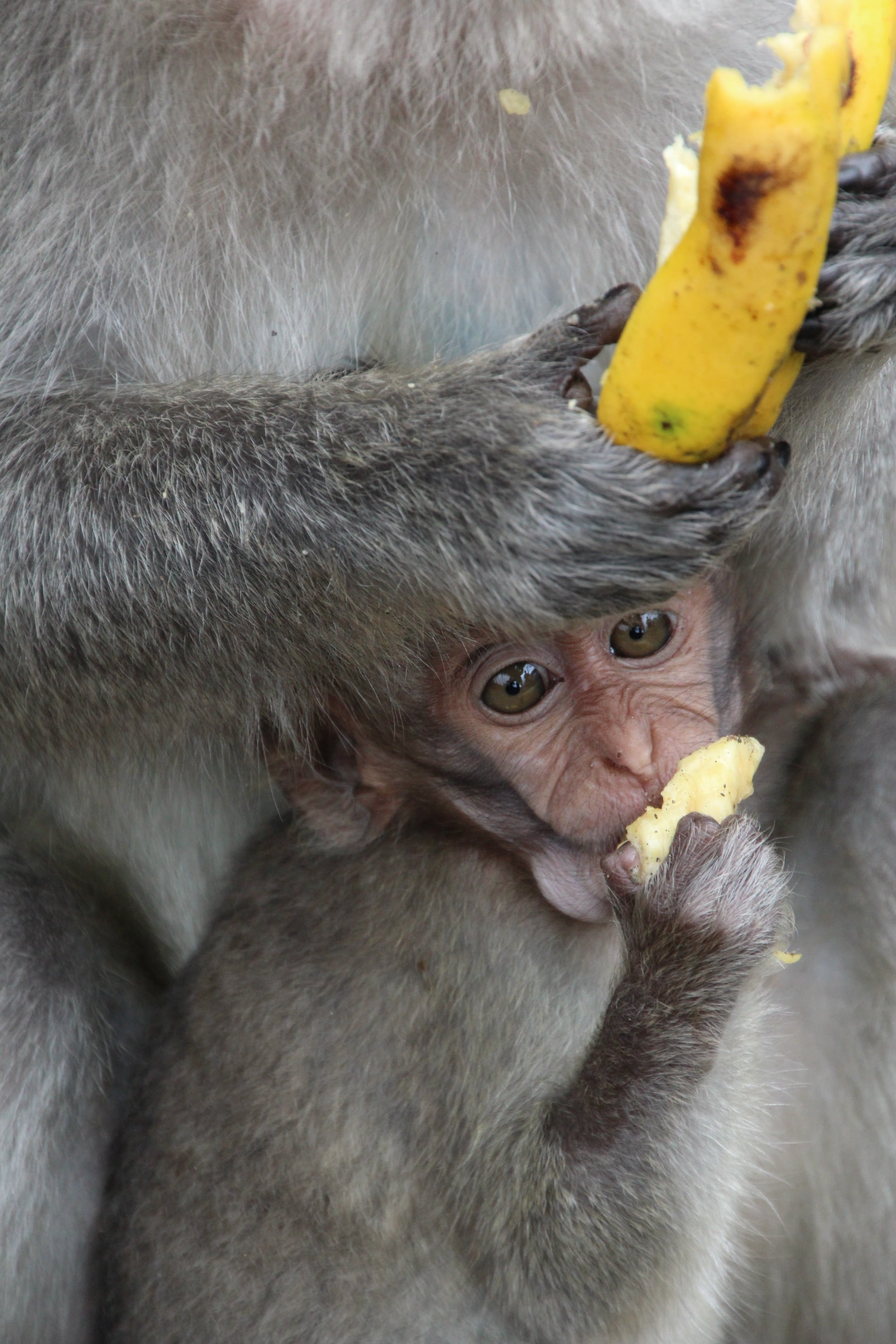 wildlife, baby, food, ape baby, vertebrate, group of animals, cute, macaque, food and drink, mammal, animal head, animal wildlife, animal themes, two animals, Phone HD Wallpaper