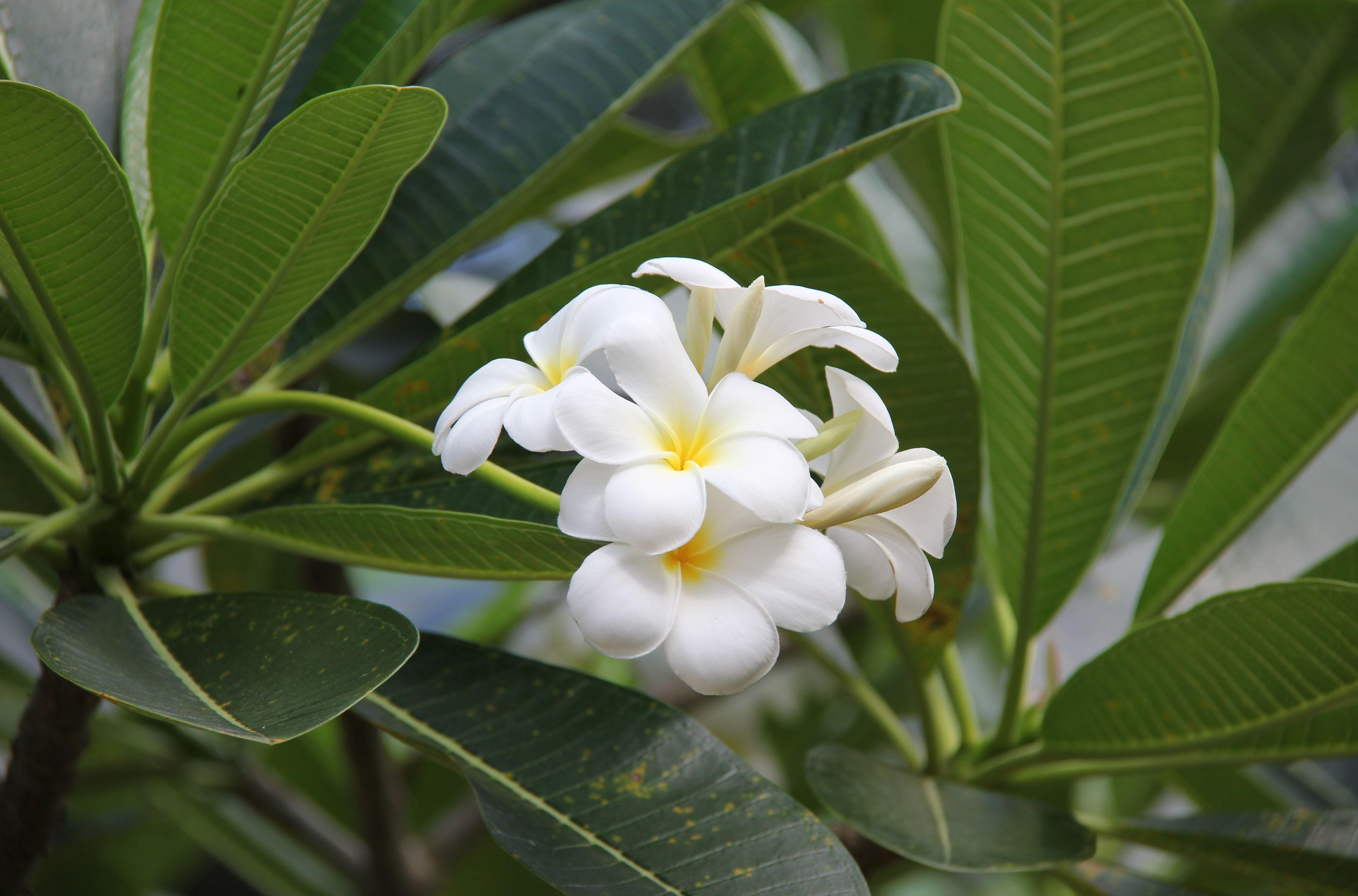 plant part, day, flower, growth, flowering plant, close-up, fragility, petal, tree, sub-tropical Climate, 5K, plant, flower Head, bloom, white color, inflorescence, HD Wallpaper