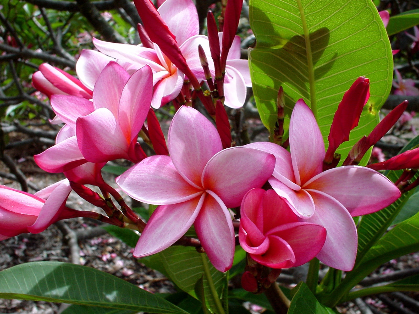 formal Garden, freshness, green Color, tropical Climate, sub-tropical Climate, plumeria, pink, orchid, focus on foreground, no people, flowering plant, HD Wallpaper