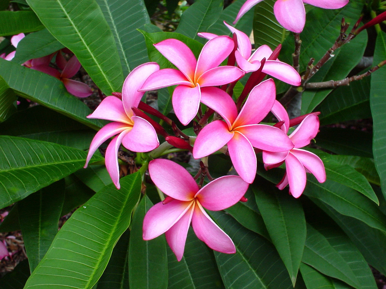 plant, botany, tropical Climate, tree, pink, flower, red, season, beauty In Nature, frangipani, softness, summer, plumeria, bali, inflorescence, blossom, HD Wallpaper