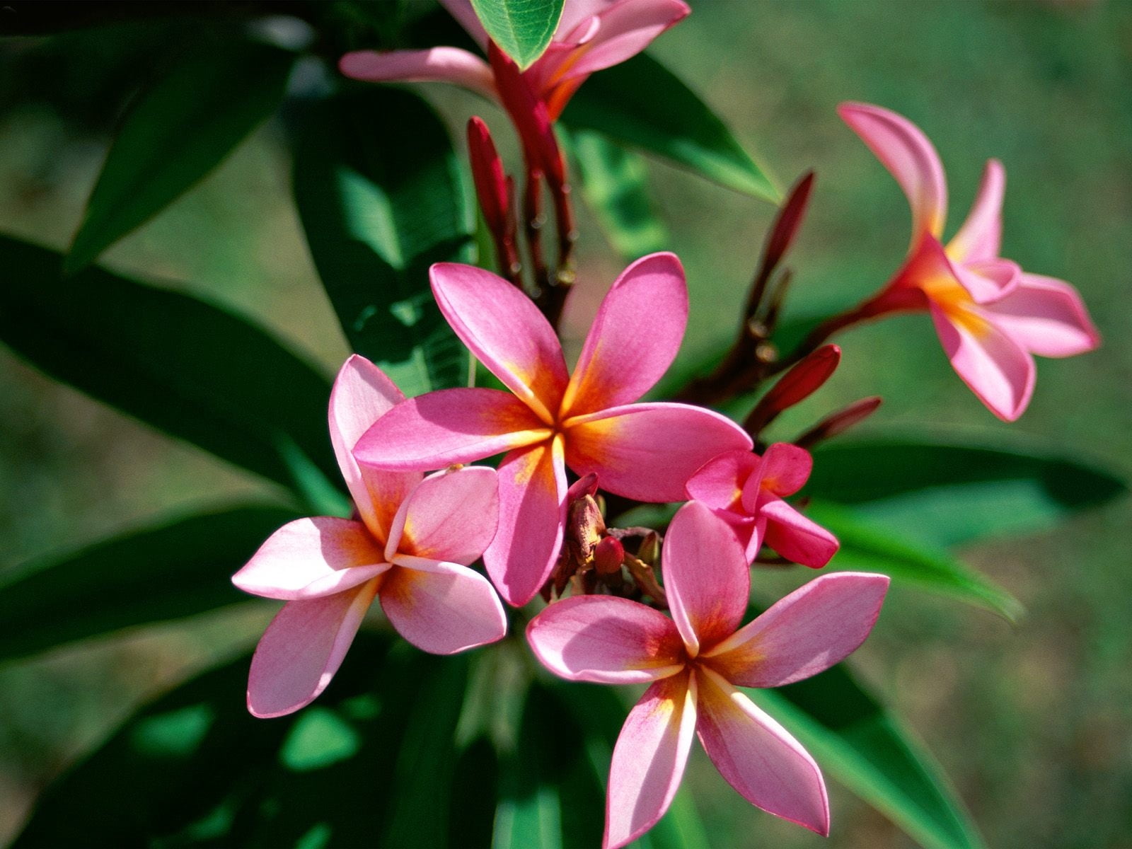 sharpness, flowering, orchid, pink, rose, fragility, green Color, flower, beauty In Nature, plant part, scented, nature, petal, plumeria, pink Color, 720P, HD Wallpaper