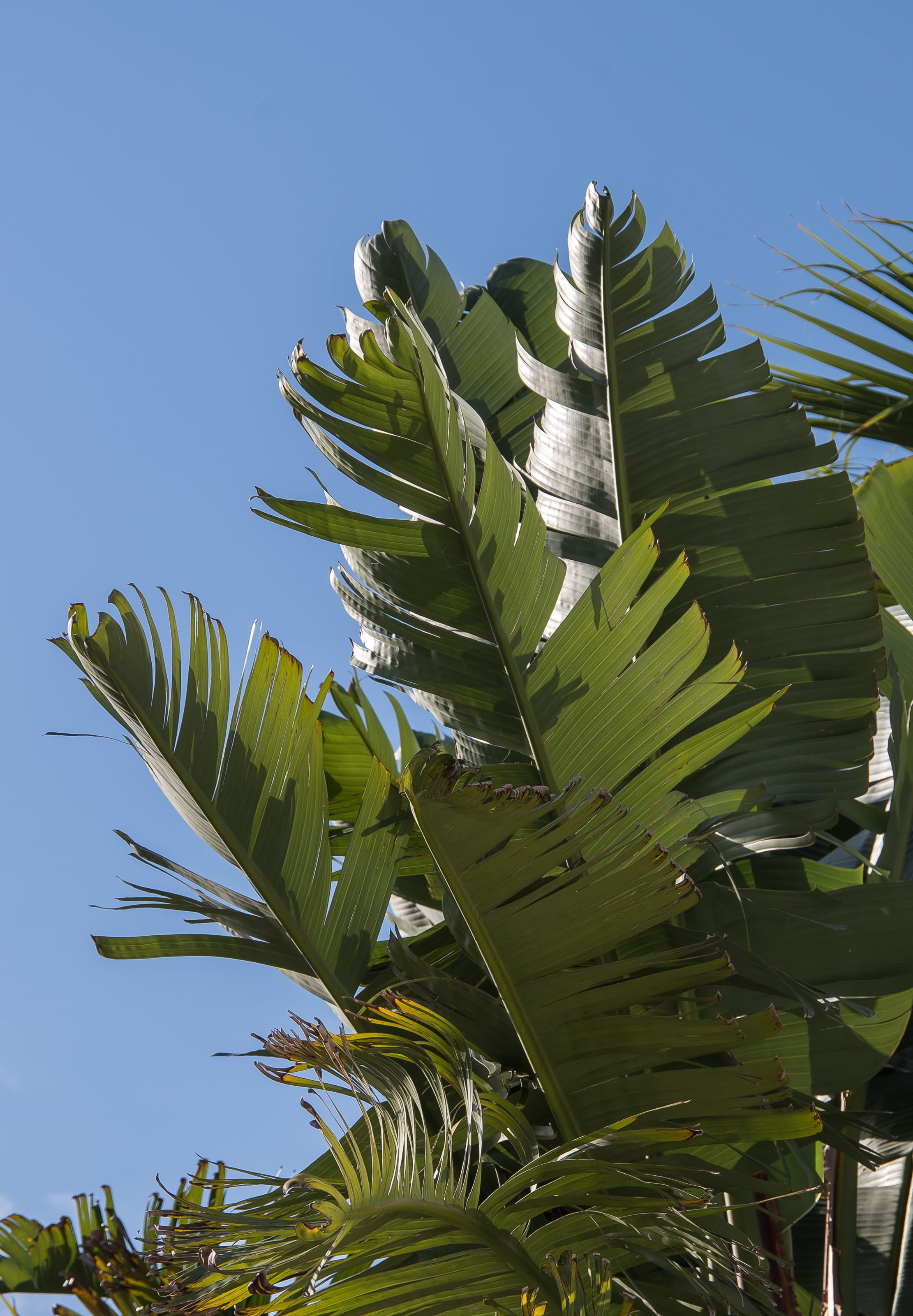 2K, no people, low angle view, plant, growth, banana, outdoors, leaf, green, tree, food and drink, palm tree, plant part, nature, sub-tropical, foliage, Phone HD Wallpaper