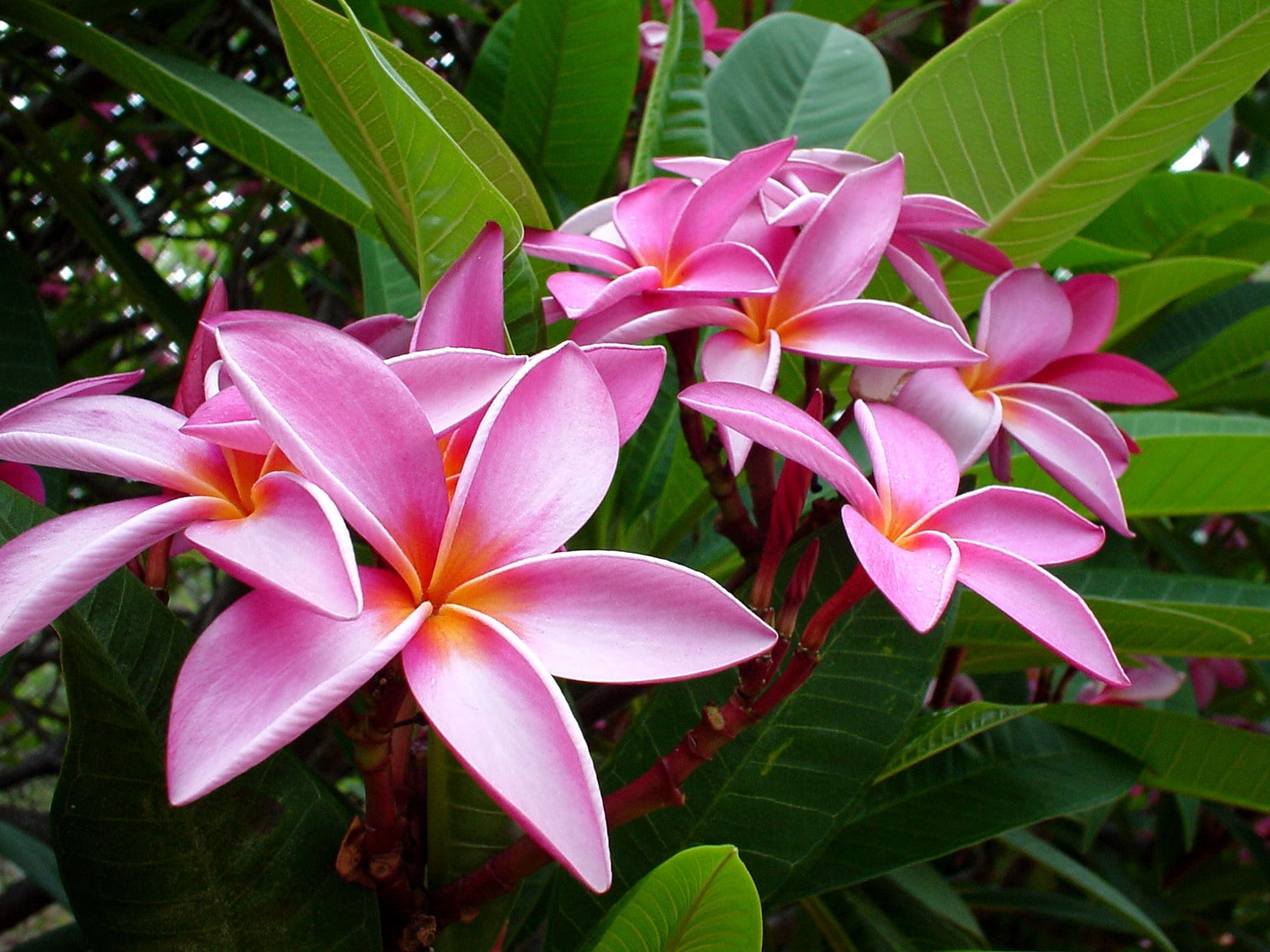 pink Color, focus on foreground, day, freshness, plant, fragility, pink, flower, frangipani, tender, no people, plant part, summer, yellow, green Color, HD Wallpaper