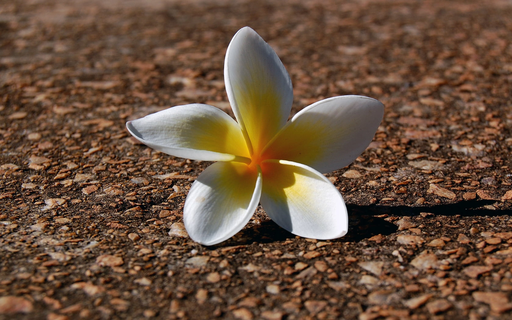 plumeria, petals, petal, flowering plant, day, flower Head, freshness, bali, growth, flower, white color, pebbles, beauty, single Flower, selective focus, HD Wallpaper