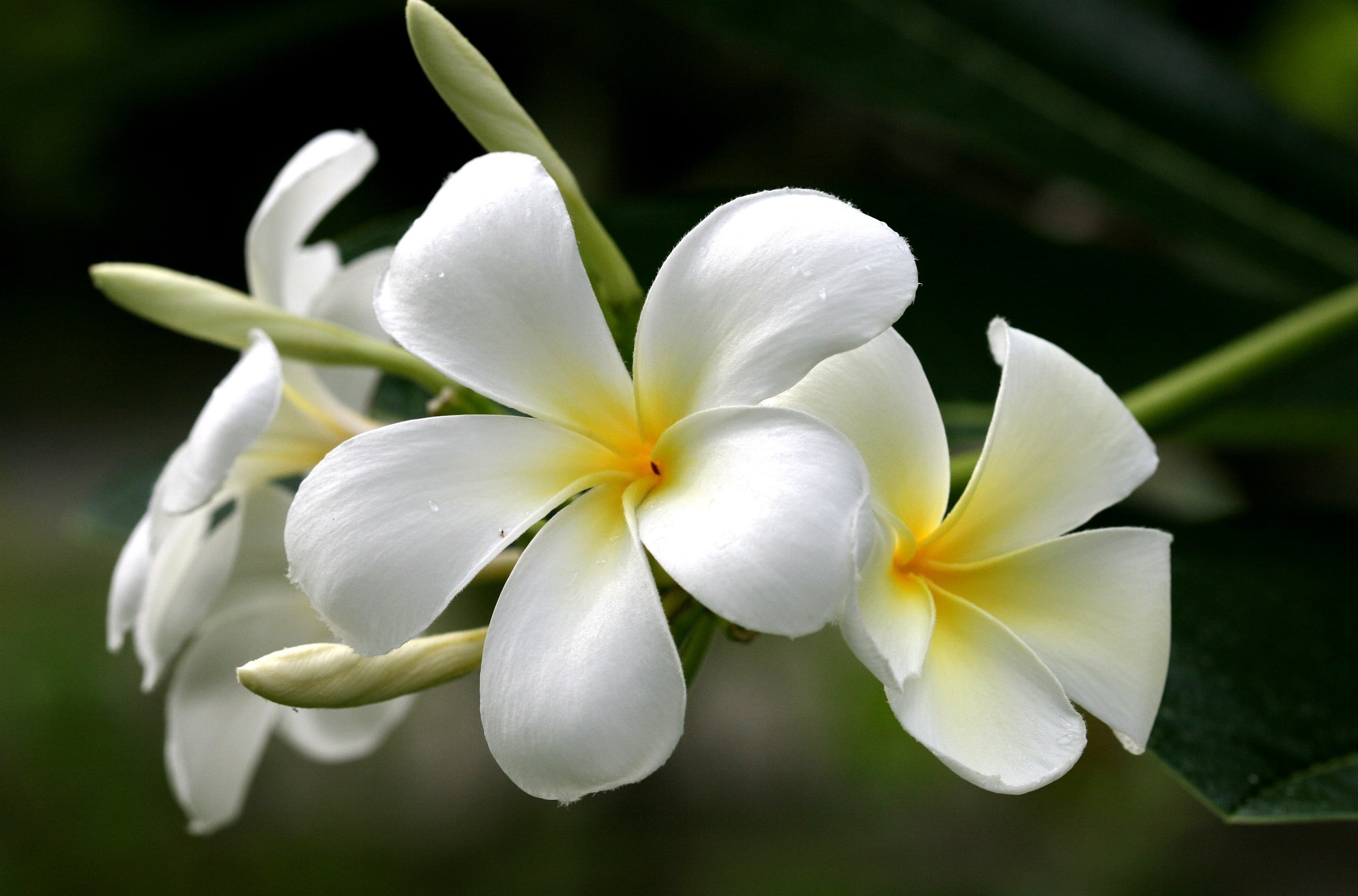 single Flower, close-up, plumeria, green Color, no people, selective focus, frangipani, yellow, white color, summer, macro, blossom, flower, leaf, flowers, HD Wallpaper
