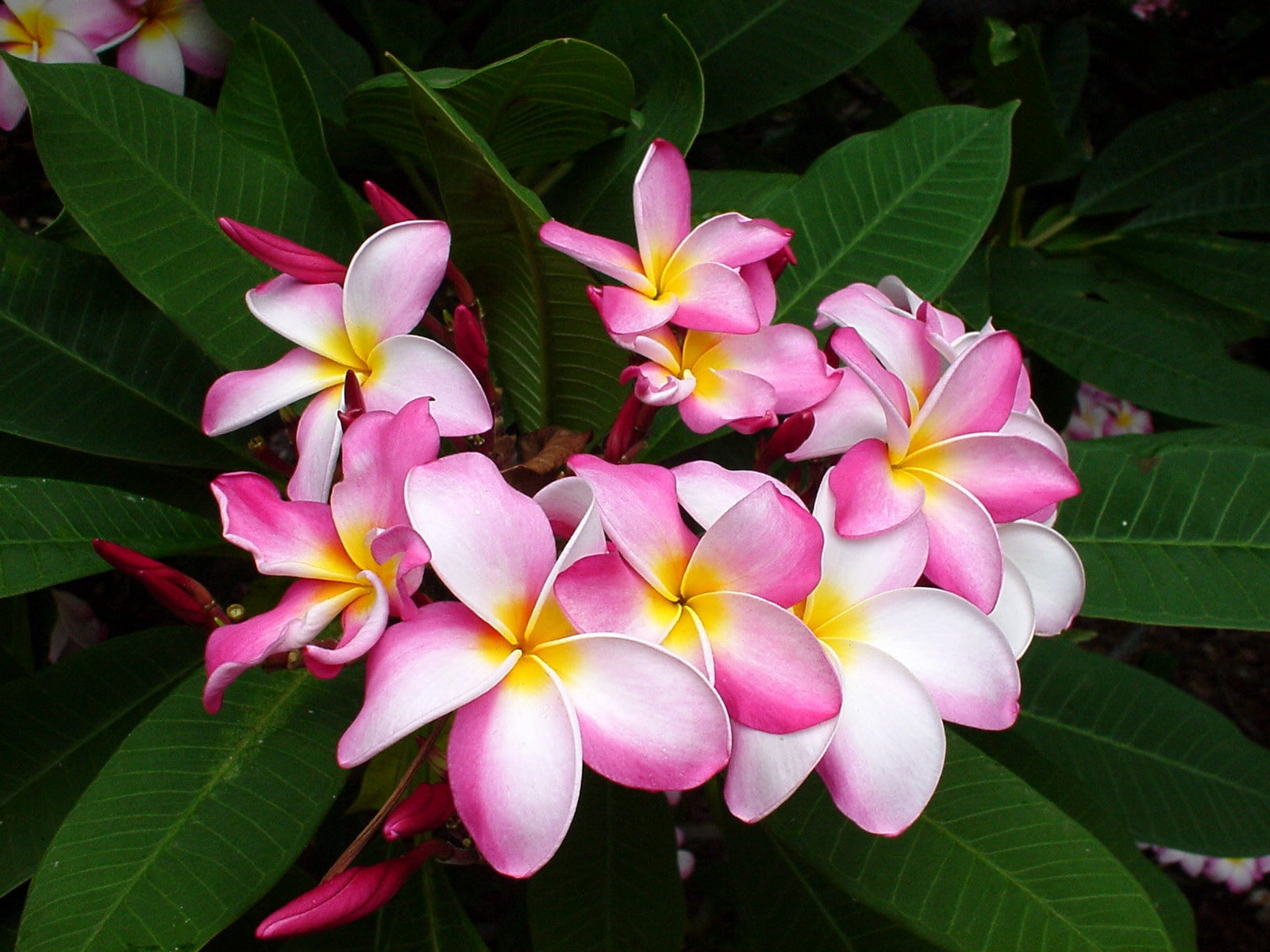 green Color, sub-tropical Climate, tree, flowering plant, tropical Climate, beauty In Nature, frangipani, plant part, day, leaves, fragility, branch, bali, HD Wallpaper