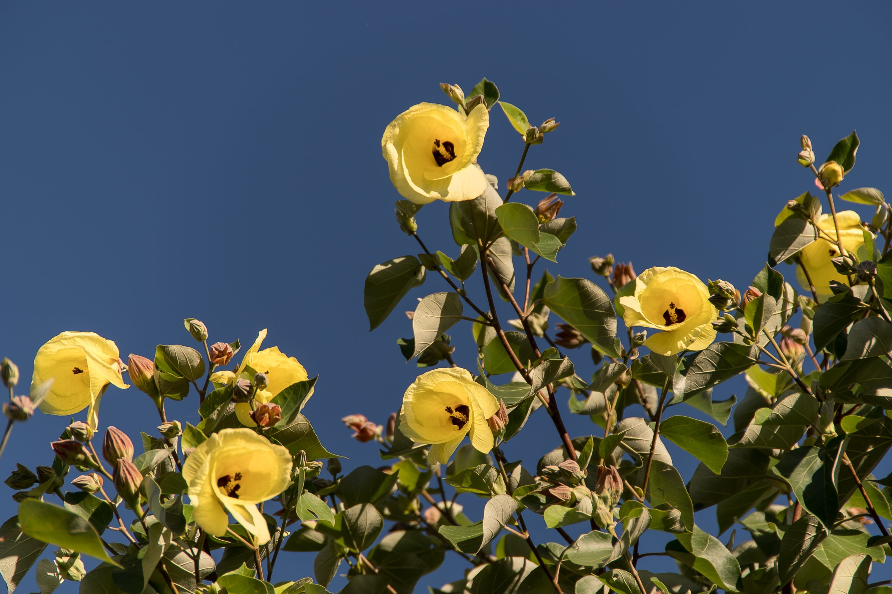 blossom, plant, day, 2K, petal, low angle view, sunlight, Flowers, no people, clear sky, outdoors, sky, blue, tree, australia, freshness, flower head, HD Wallpaper