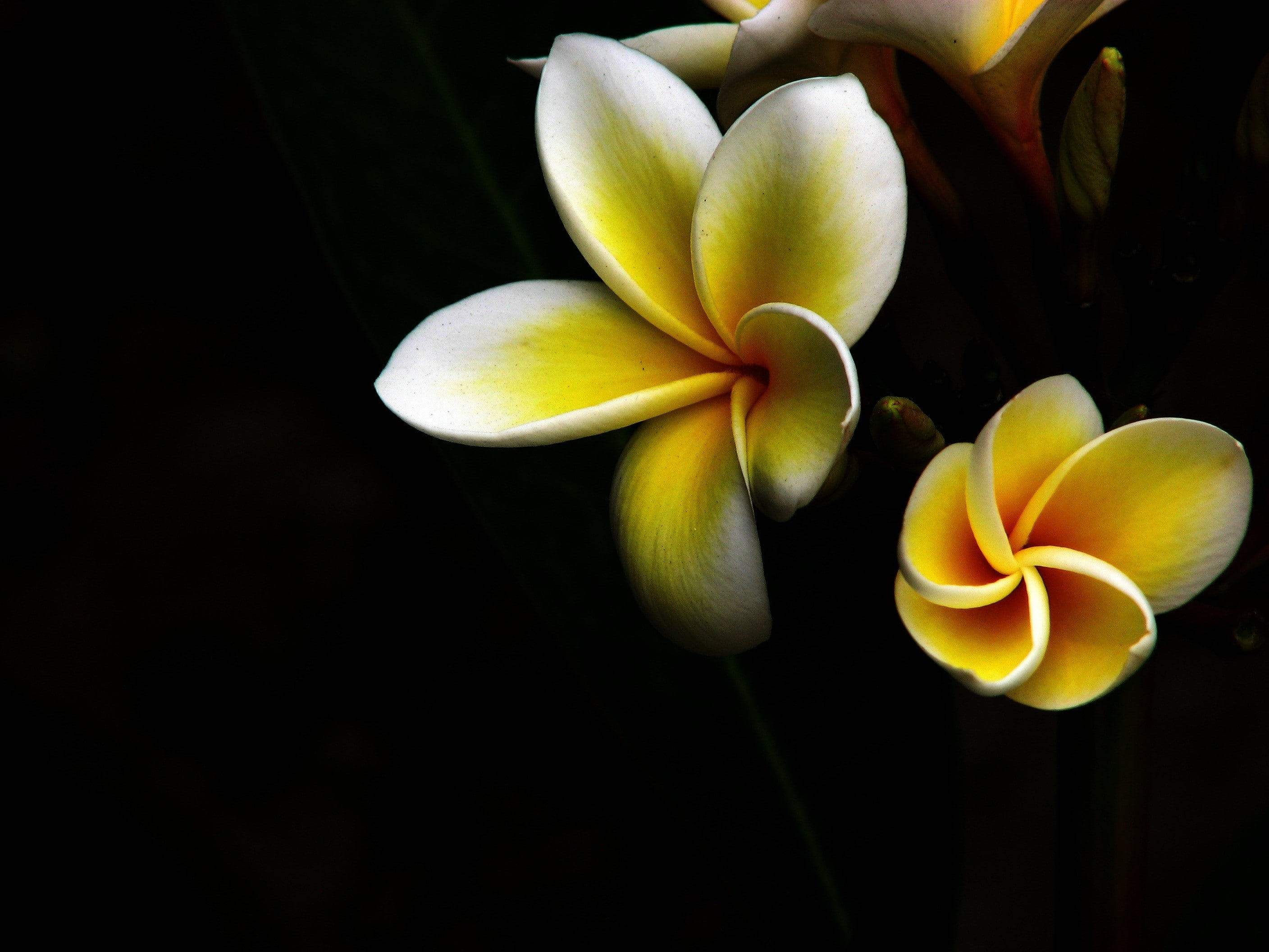 fragility, lily, studio shot, frangipani, botany, flowering plant, relaxation, bali, close-up, leaf, flower Head, 2K, no people, flower, white, nature, HD Wallpaper