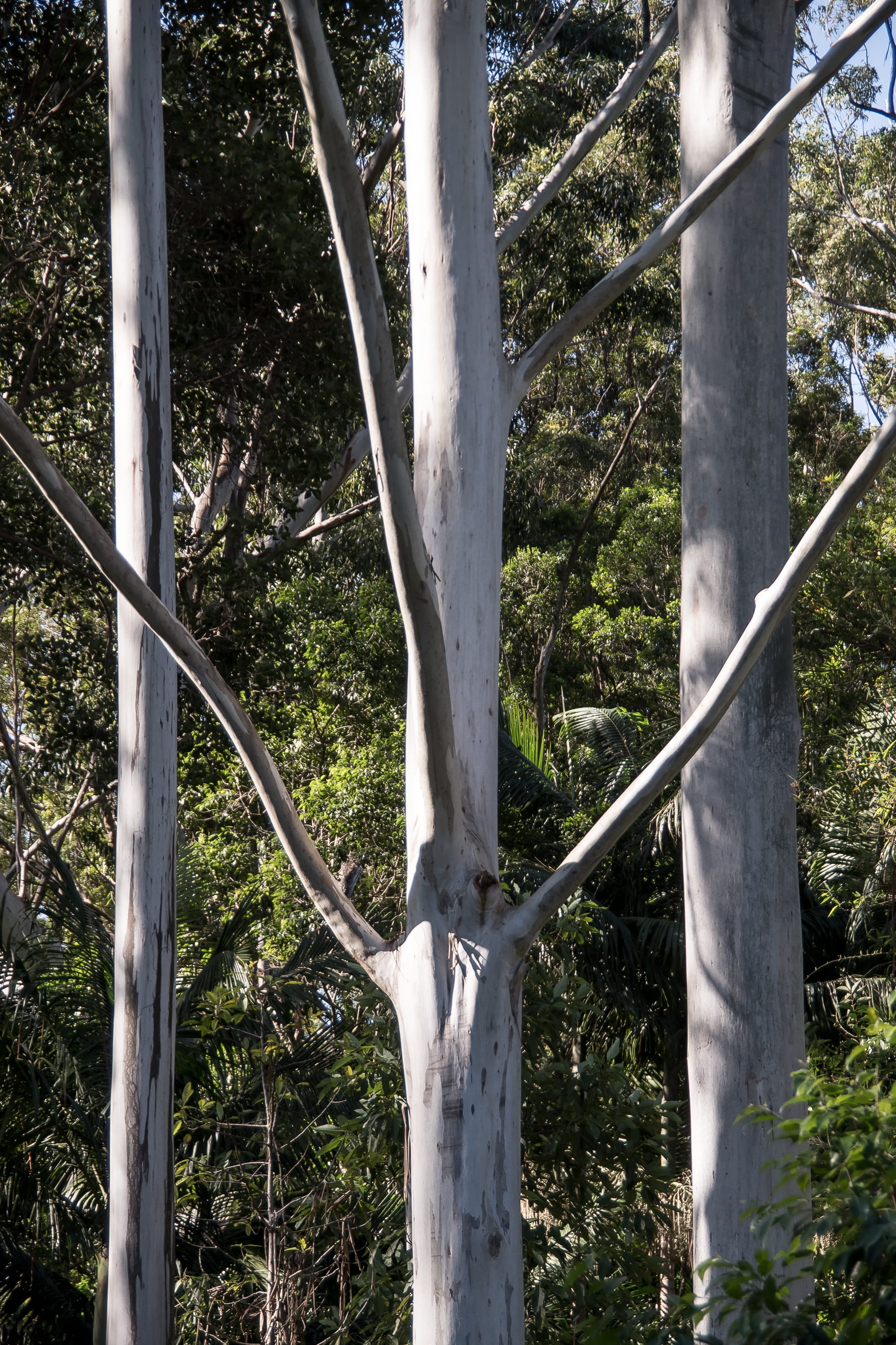 queensland, gum trees, growth, 2K, low angle view, woodland, day, bamboo - plant, sunlight, trunk, barrier, security, silver, no people, outdoors, tranquility, Phone HD Wallpaper