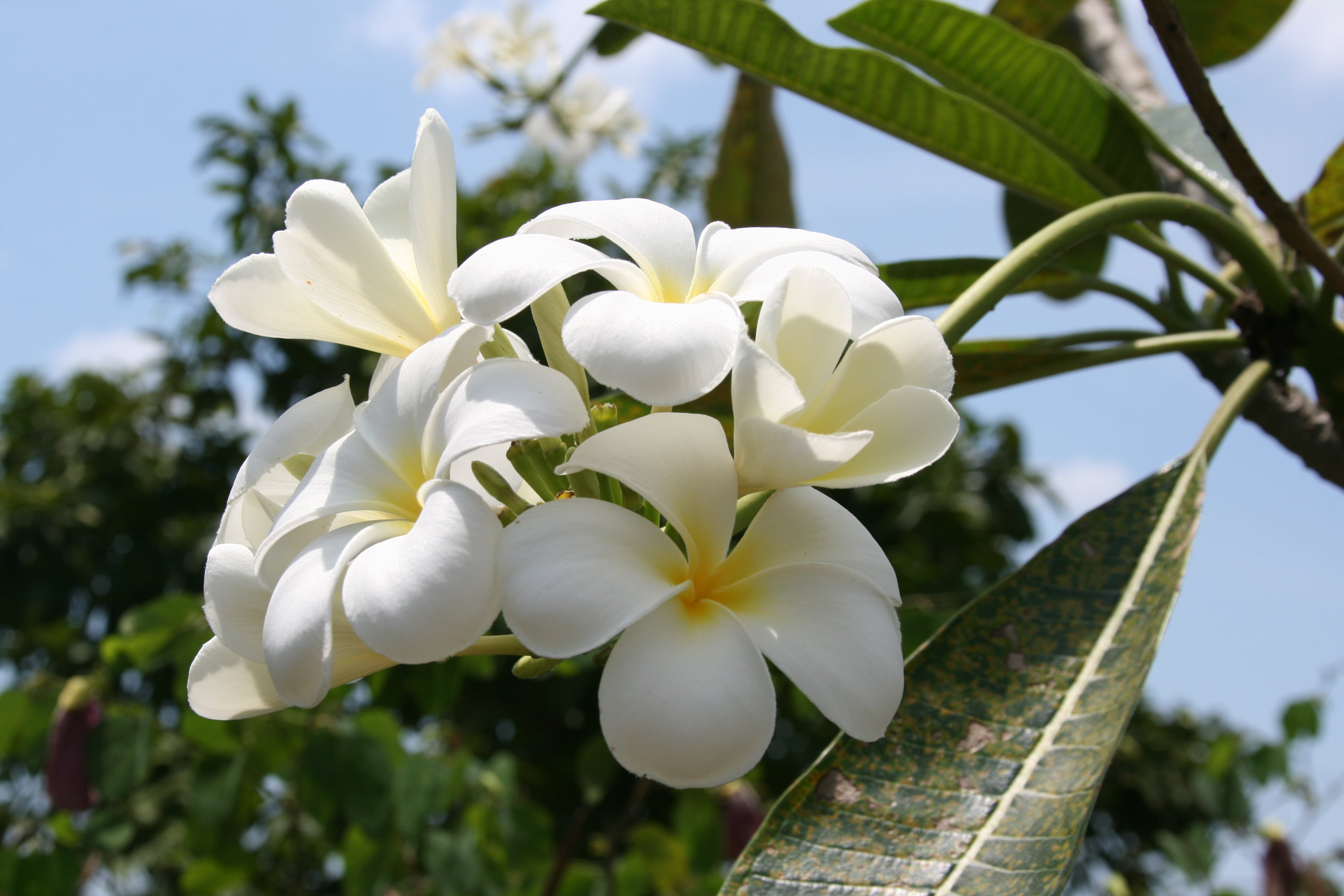 freshness, inflorescence, tree, leaf, backgrounds, petal, Magnolia, white, walk, plant, sea, scented, petaled, green Color, day, vulnerability, plant part, HD Wallpaper
