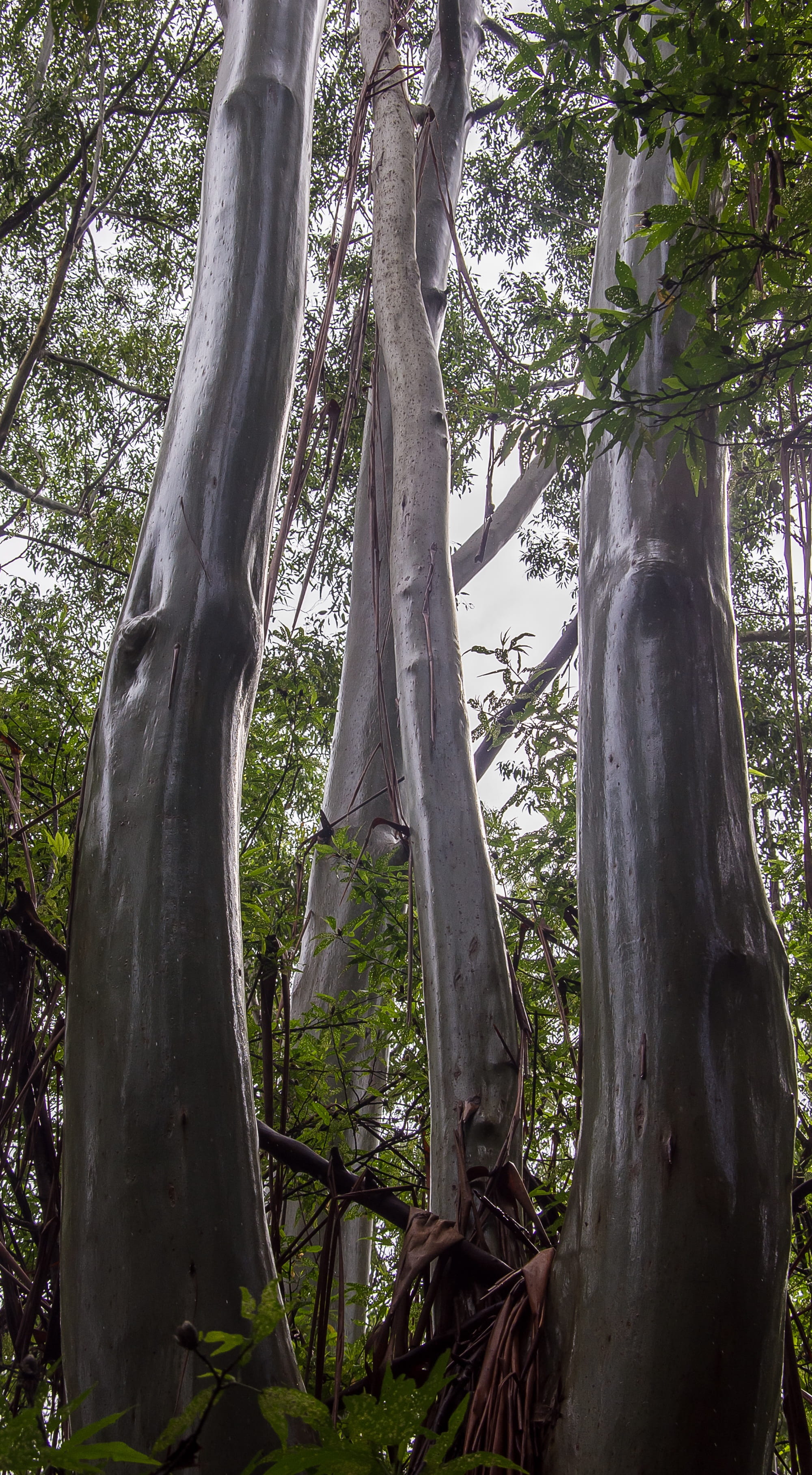 gum trees, tree, sunlight, sub-tropical, rain forest, forest, australia, 2K, plant, tree trunk, land, growth, branch, trunk, eucalypts, tranquil scene, Phone HD Wallpaper