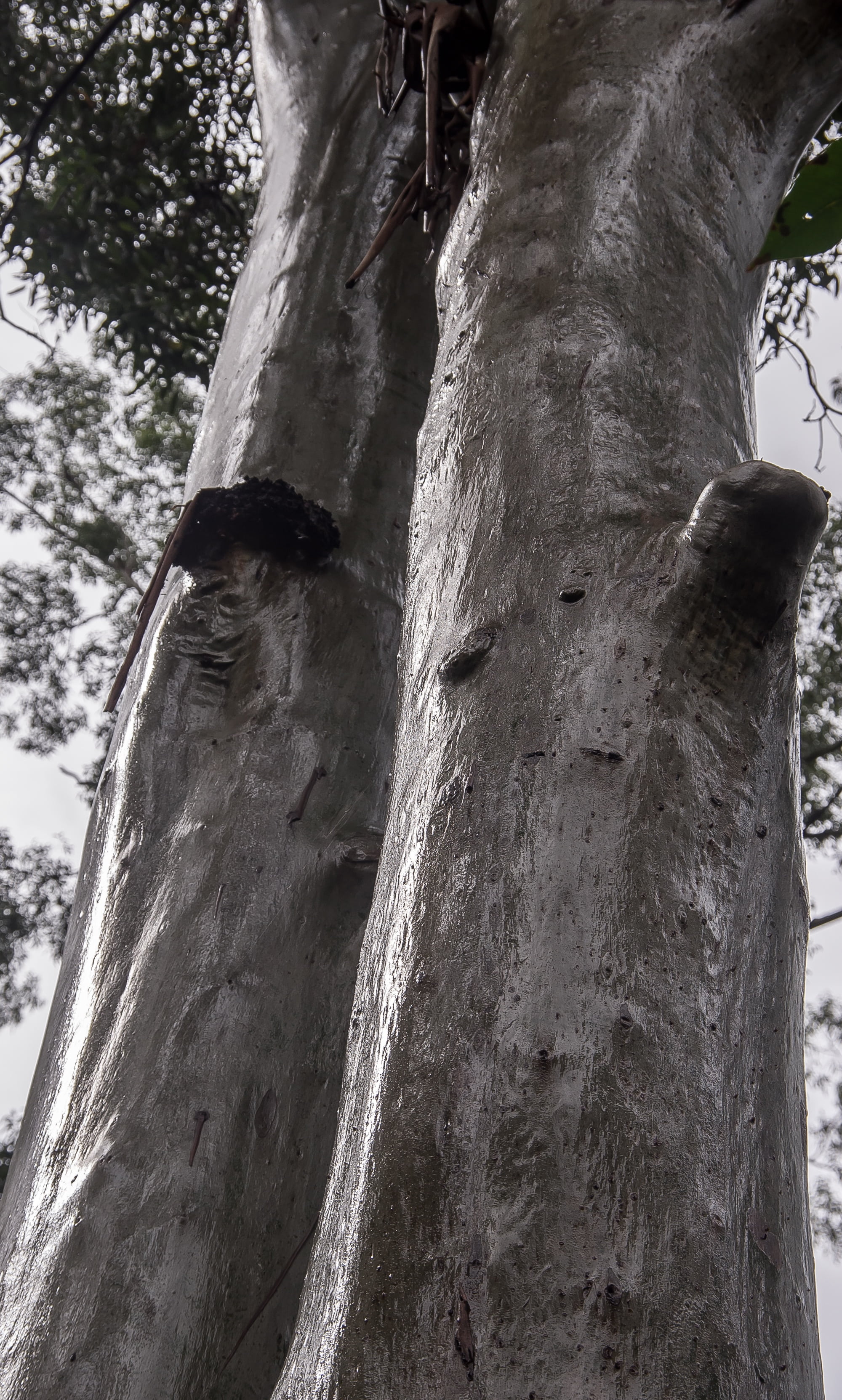 queensland, tree, wet, built structure, rain, nature, silver, sky, close-up, rain forest, low angle view, architecture, eucalypts, growth, tree Trunk, sub-tropical, Phone HD Wallpaper
