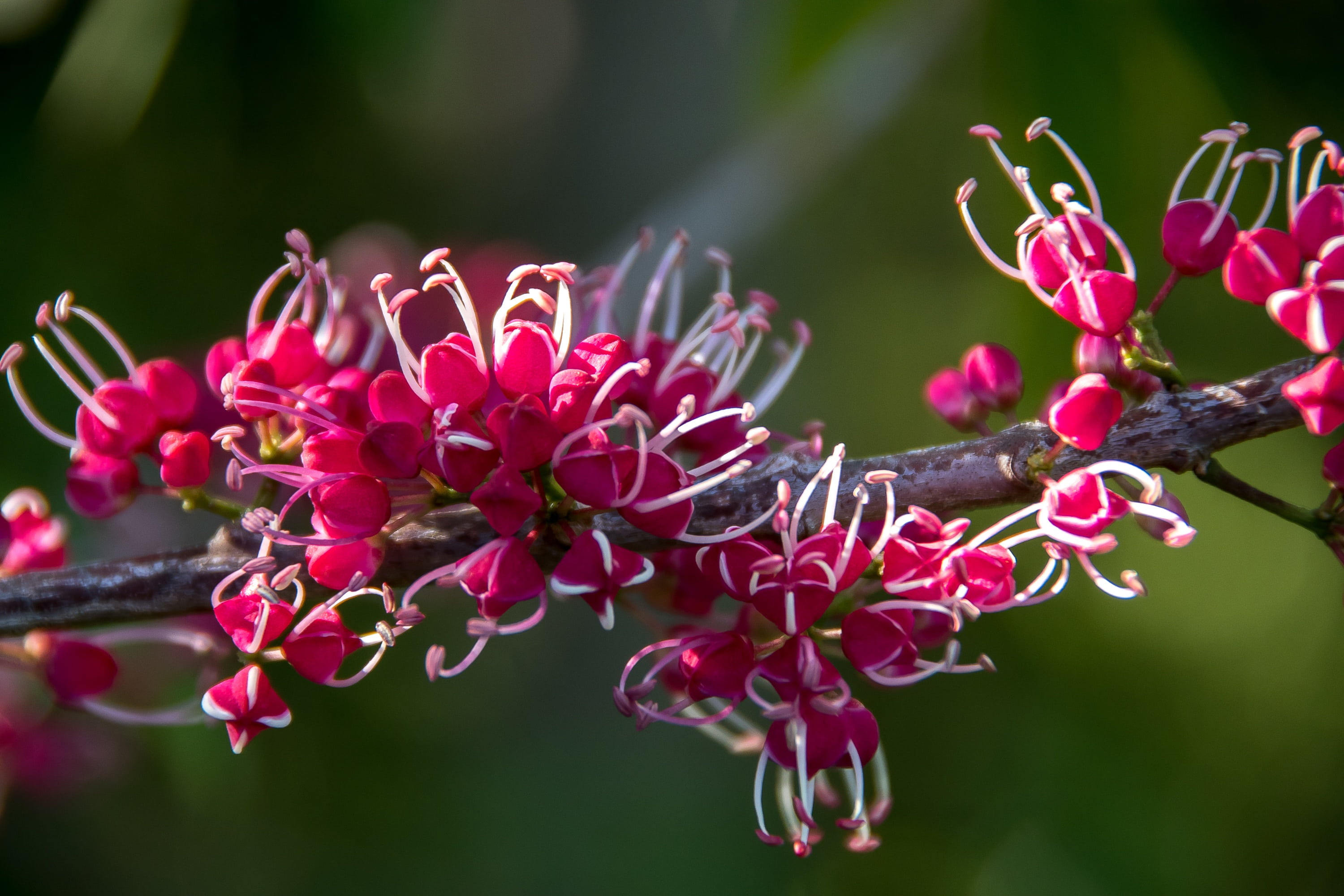 white, pink, freshness, queensland, pink color, sub-tropical, melicope elleryana, plant, lilac, petal, pink euodia, twigs, nature, no people, flowers, pretty, HD Wallpaper