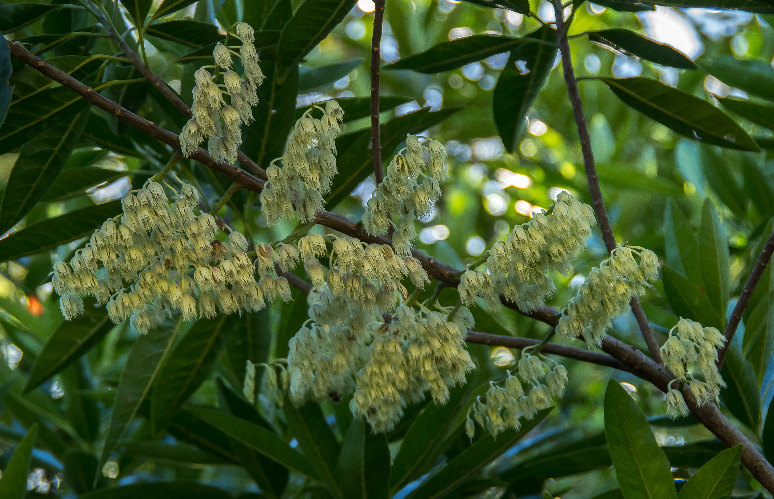 close-up, australia, focus on foreground, flower head, flower, green color, outdoors, leaves, profuse, blossom, leaf, flowers, bells, feathery, queensland, HD Wallpaper