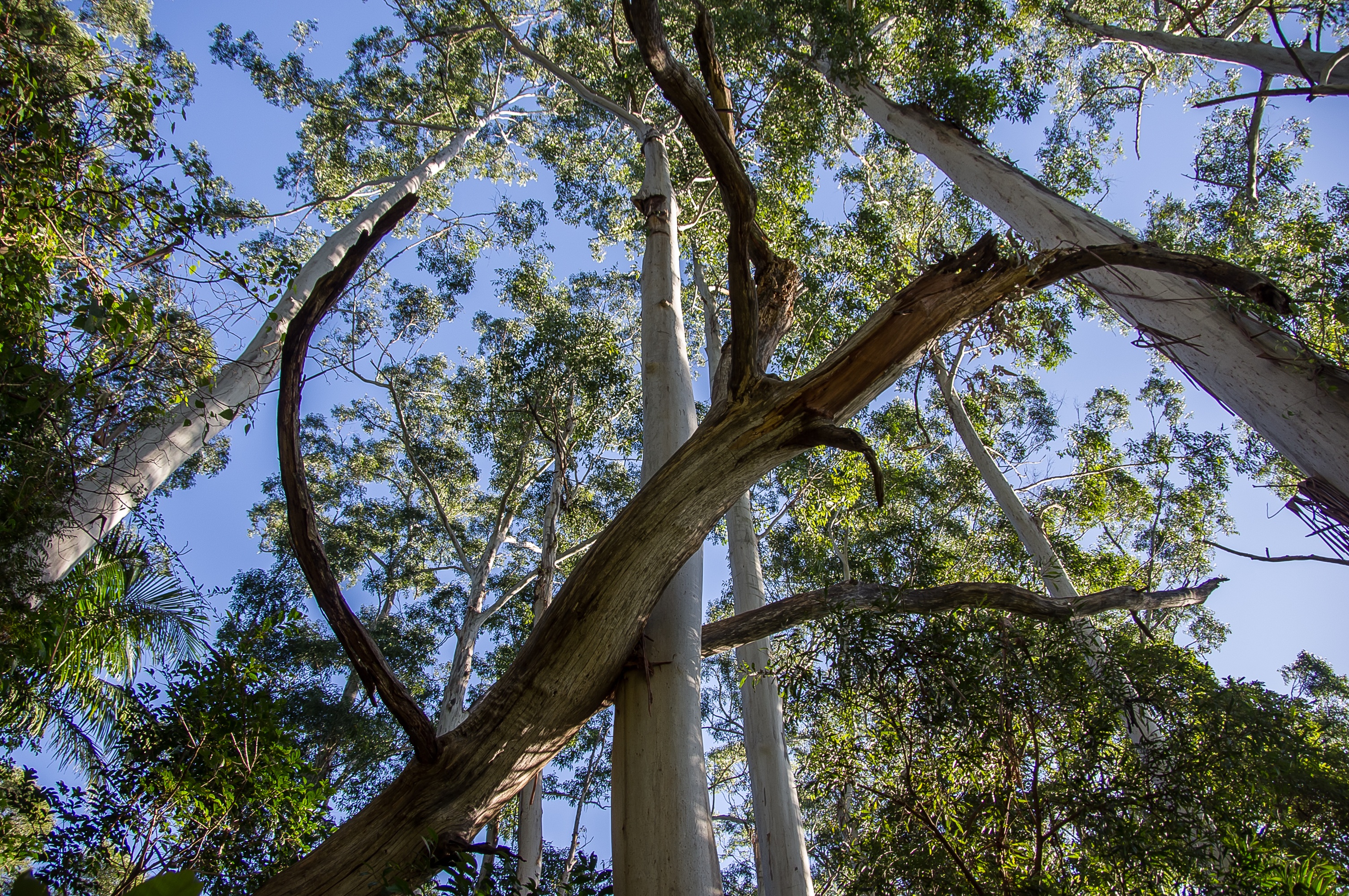 sunlight, trees, branch, beauty in nature, low angle view, scenics - nature, tranquility, forest, queensland, tree, tall - high, plant, green, sub-tropical, HD Wallpaper