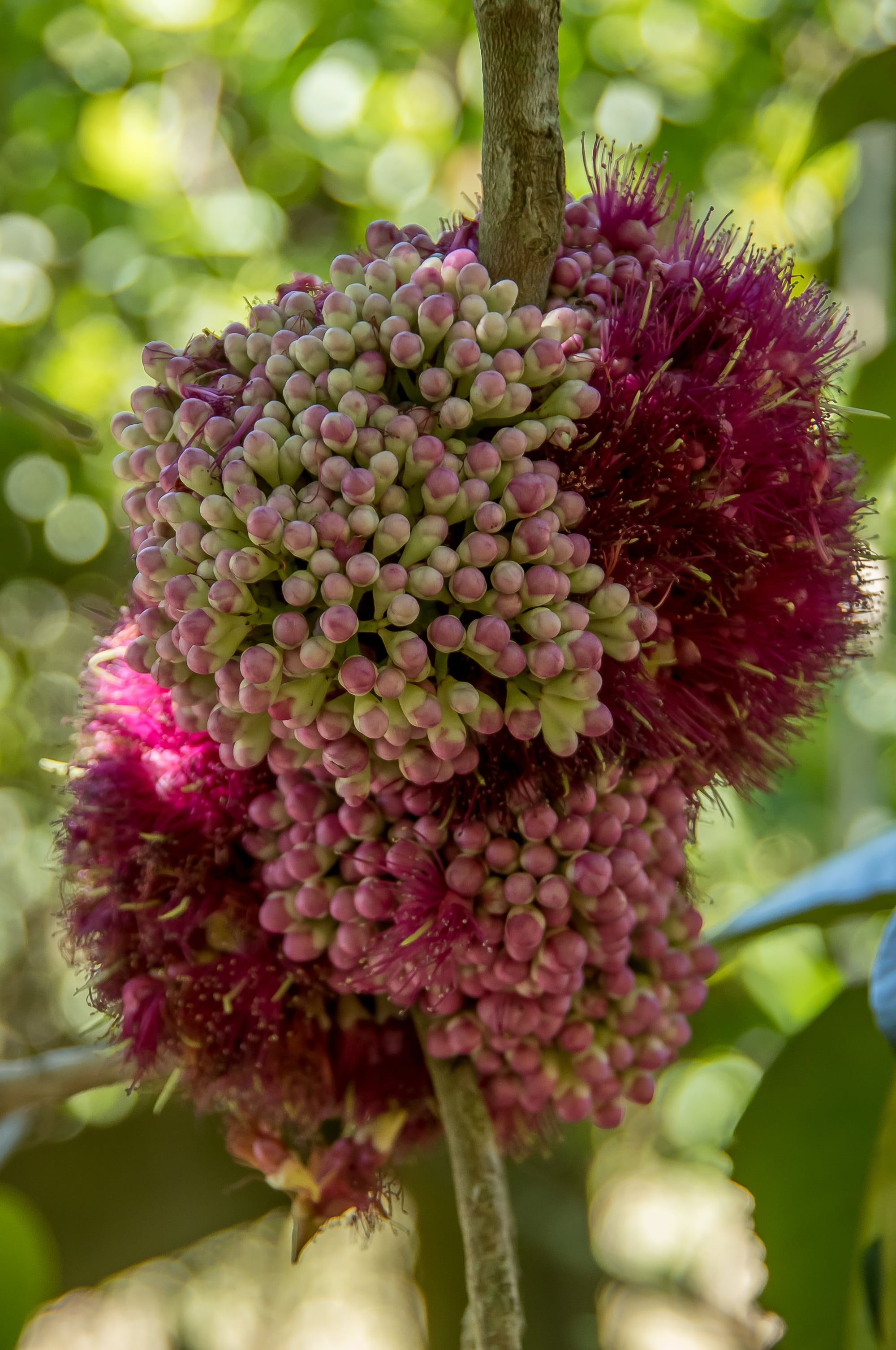healthy eating, close-up, fragility, fruit, freshness, pink, maroon, sub-tropical, flower head, rainforest, twigs, 2K, spiky, flower, inflorescence, ripe, Phone HD Wallpaper