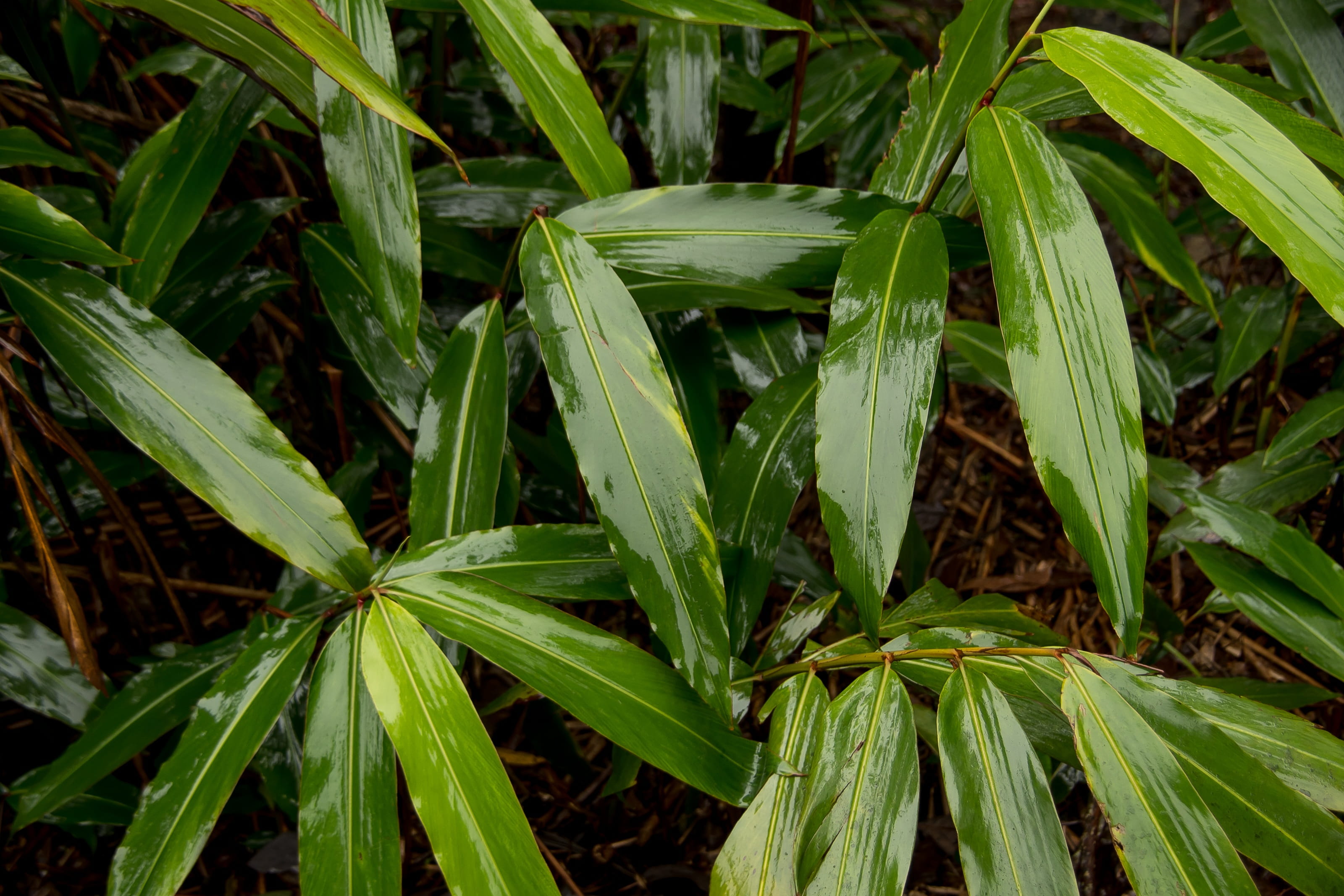 leaves, rainforest, queensland, outdoors, alpinia caerulea, food, wet, native ginger, backgrounds, forest, field, australia, no people, beauty in nature, HD Wallpaper