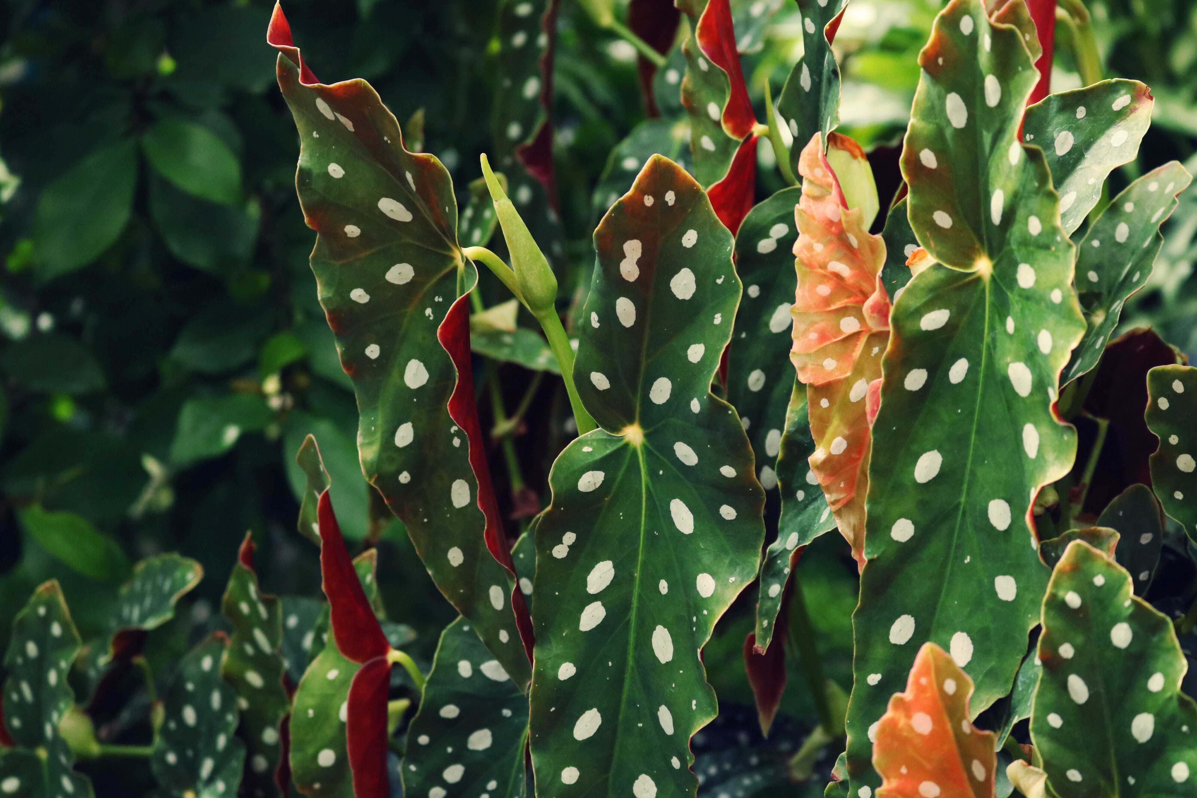 green, green color, dark green, no people, botanical, succulent plant, freshness, water, taro, plant, plants, wet, plant part, growth, garden, focus on foreground, HD Wallpaper