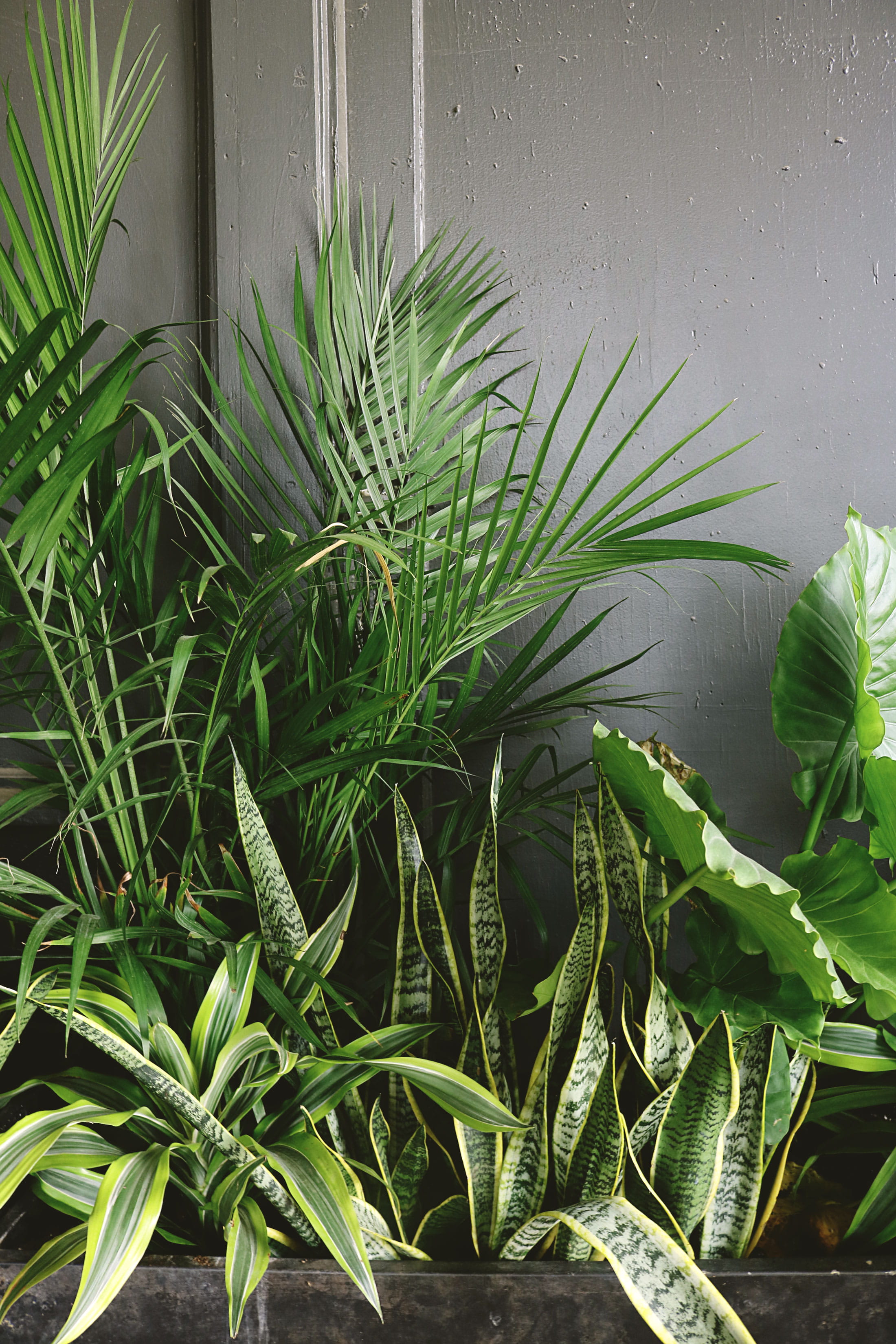 no people, palm, snake, garden, wall, food and drink, 2K, summer, taro, color, houseplant, leaf, lush, tropical, plant, green, environment, green color, Phone HD Wallpaper