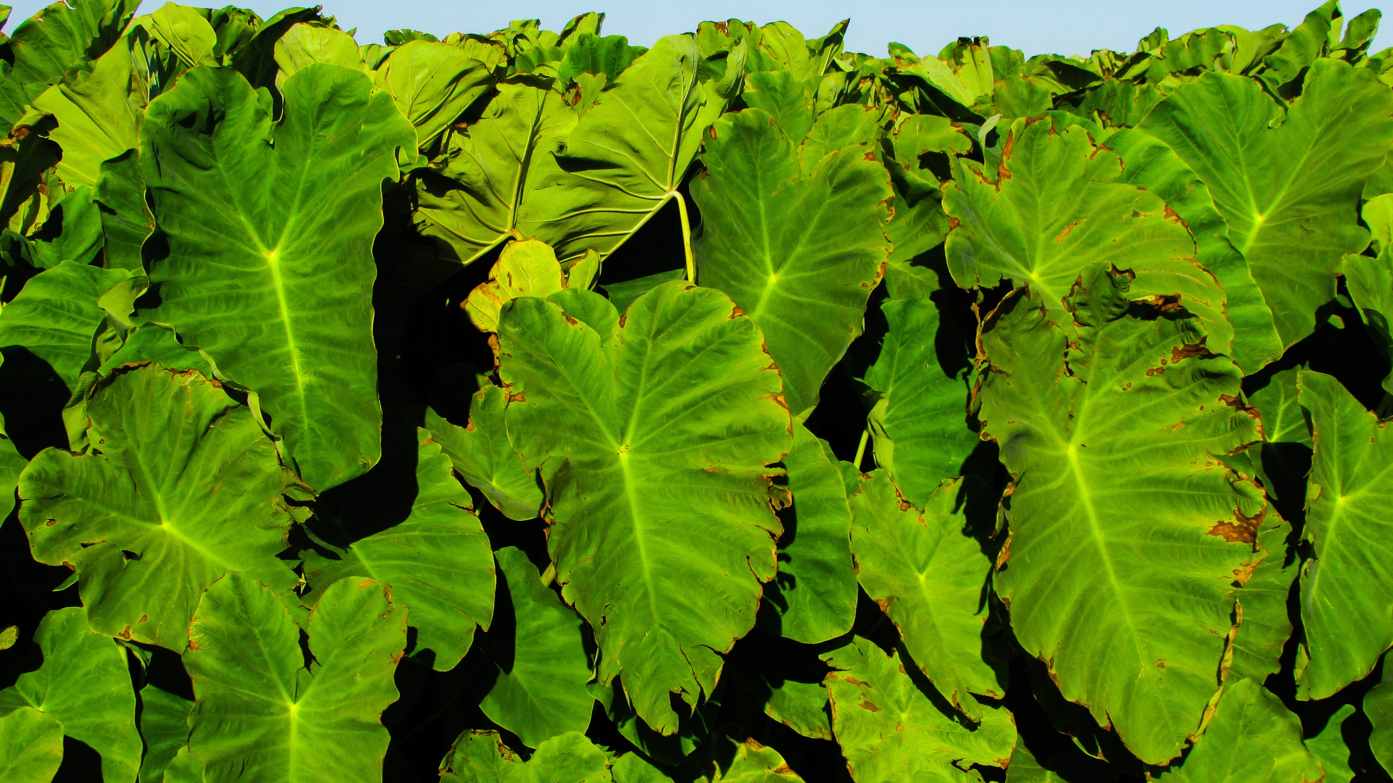 plant part, backgrounds, full frame, land, field, leaf, beauty in nature, 4K, no people, agriculture, nature, food, freshness, taro, leaves, sotira, food and drink, HD Wallpaper