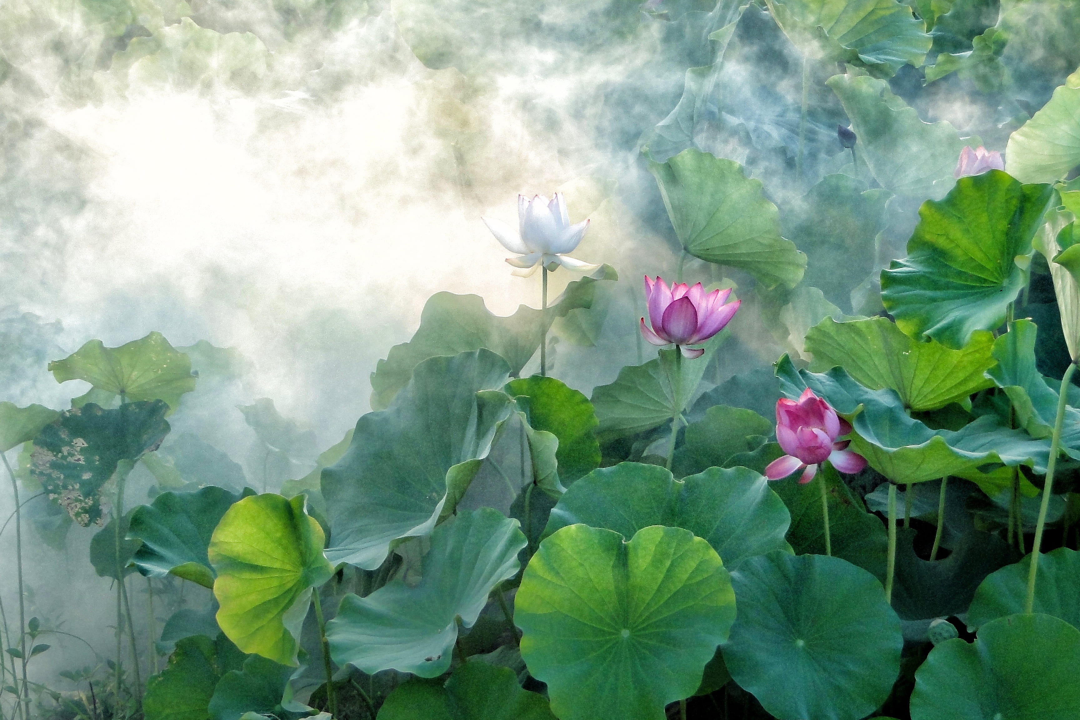 beauty in nature, flower, leaf, petal, green, no people, plant part, painting, smoke, outdoors, fragility, taro, close-up, green color, flowering plant, HD Wallpaper