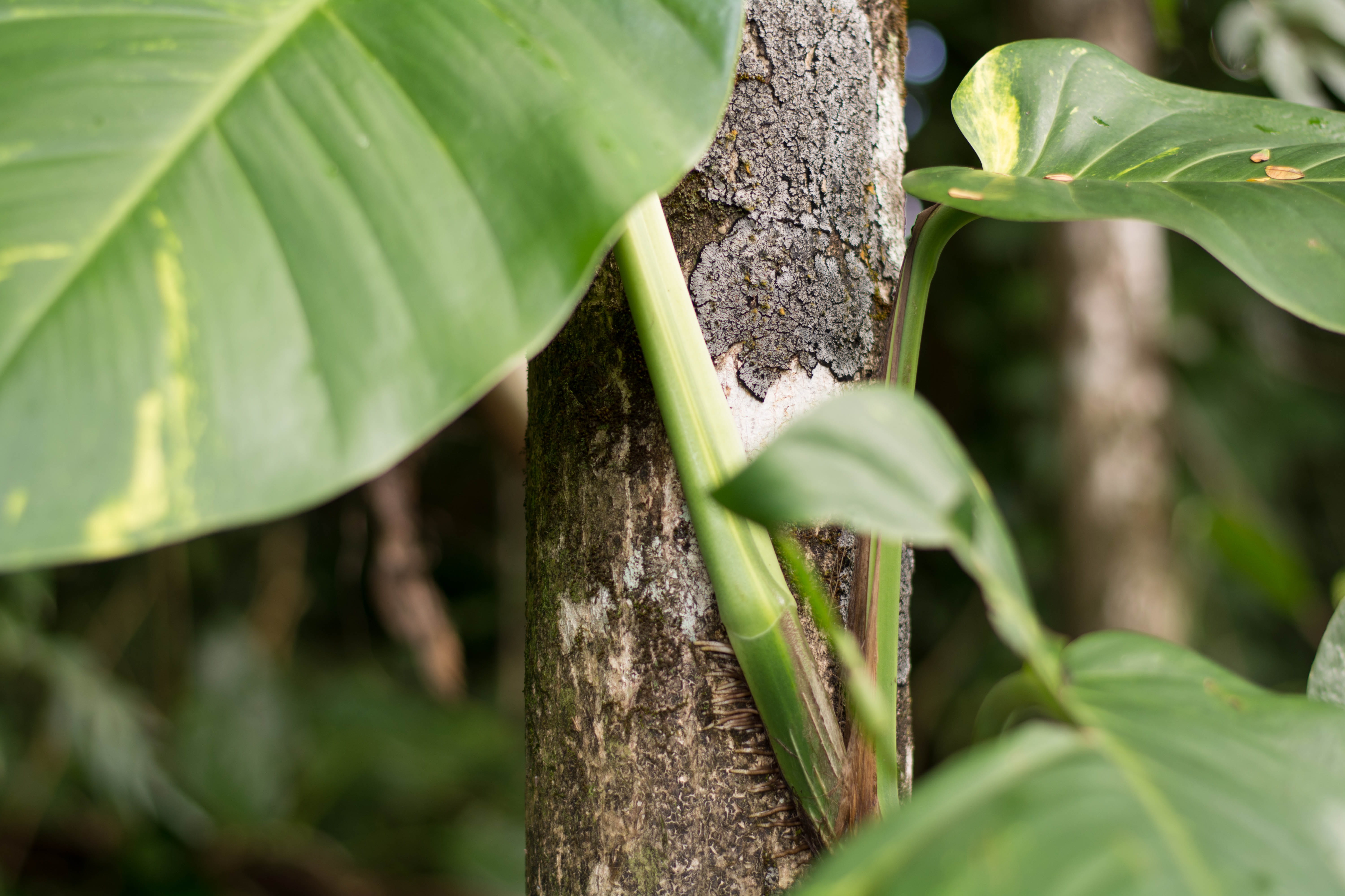 close-up, no people, beauty in nature, freshness, food, person, green color, nature, rainforest, taro, 5K, plant, land, taking, outdoors, selective focus, HD Wallpaper