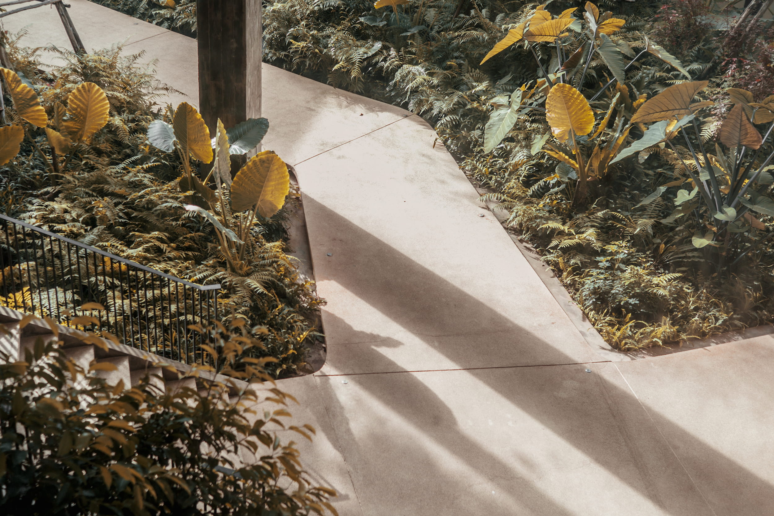 sunlight, no People, yellow, plant, 1080P, gray, beauty in nature, concrete, day, taro, flowering plant, growth, outdoors, rock, plant part, pathway, animal themes, HD Wallpaper