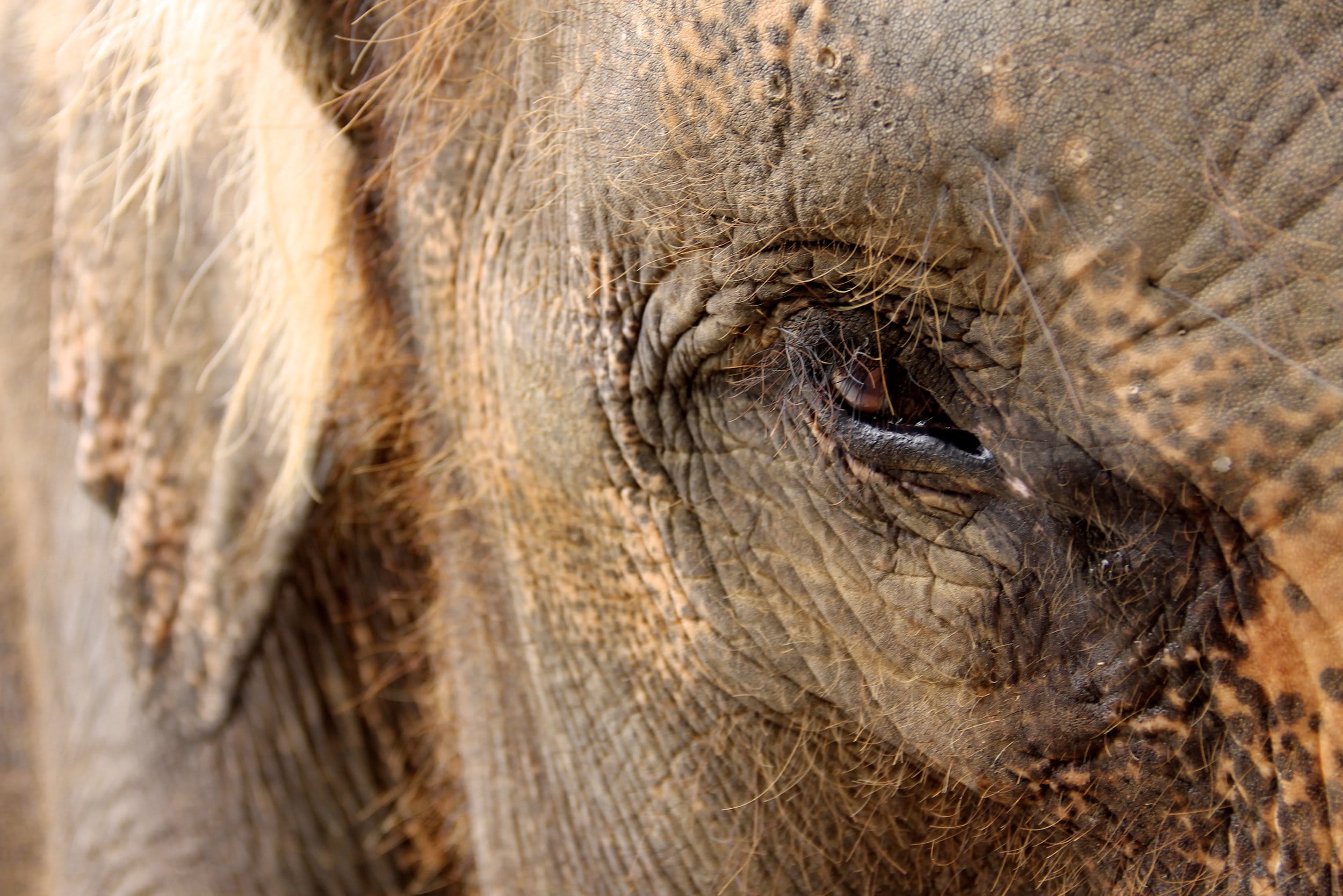 elephant safari park taro-bali, day, elephant, animal skin, livestock, 1080P, close-up, animal body part, animal head, herbivorous, animal themes, domestic animals, HD Wallpaper