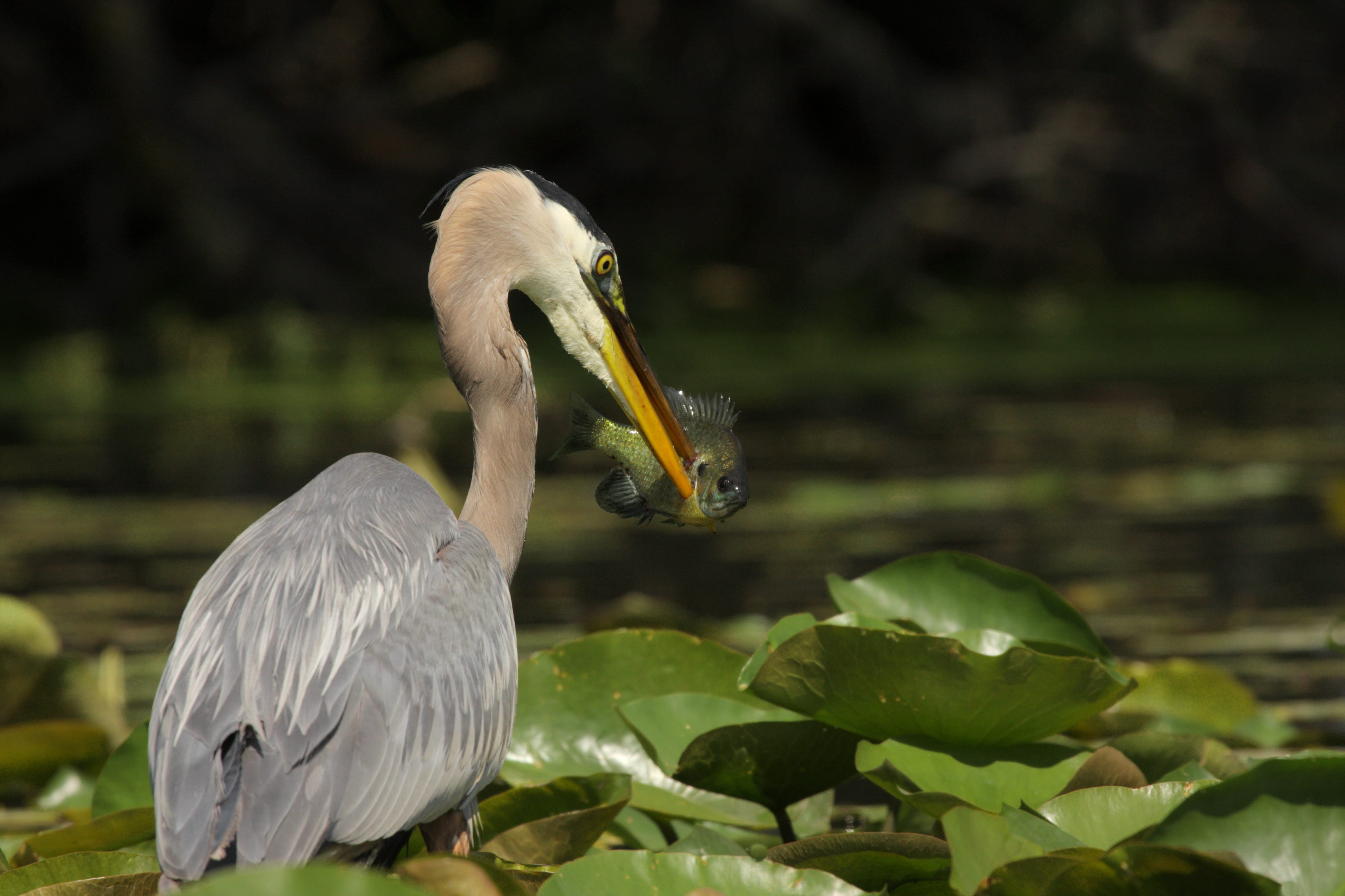 animal wildlife, swamp, one animal, catching, animal themes, 4K, leaf, vertebrate, animal neck, heron, plant part, blue, taro, animal body part, animal, HD Wallpaper