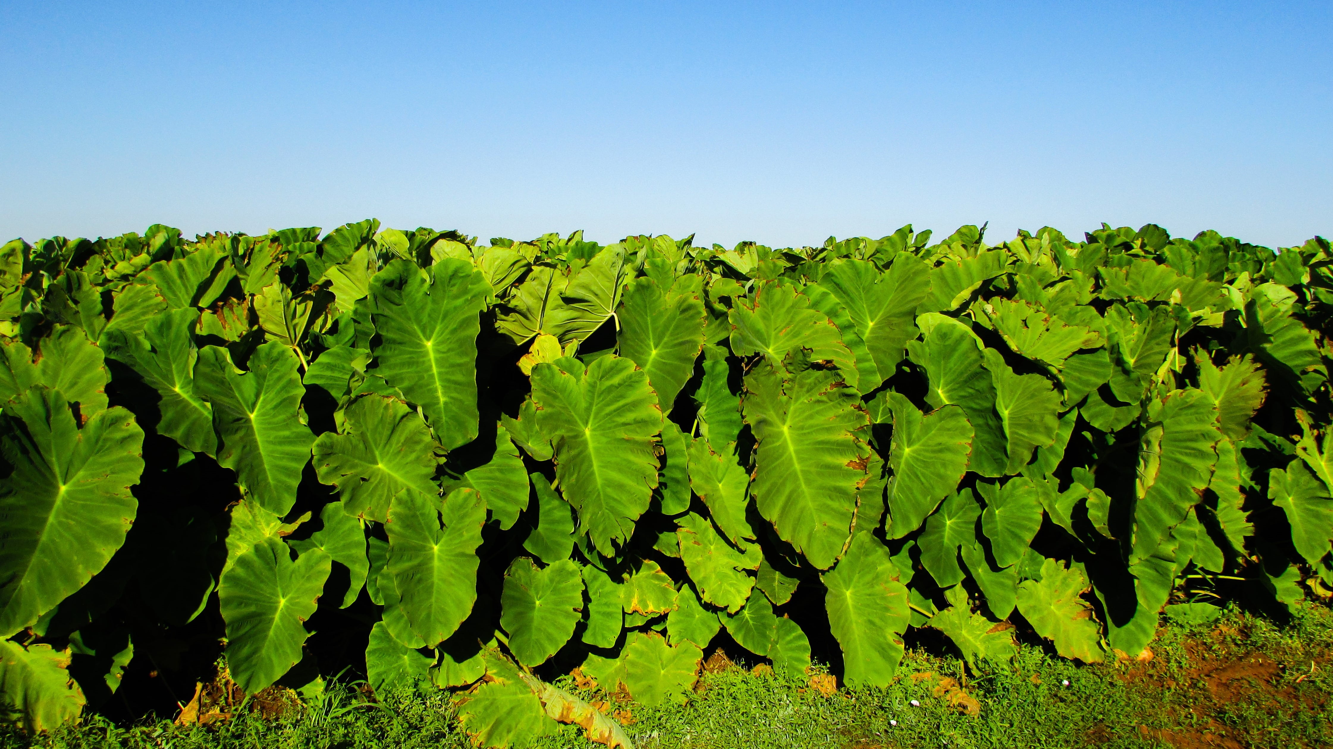cyprus, sotira, green color, blue, traditional, food and drink, field, sky, environment, taro, beauty in nature, landscape, growth, leaves, 4K, crop, day, HD Wallpaper