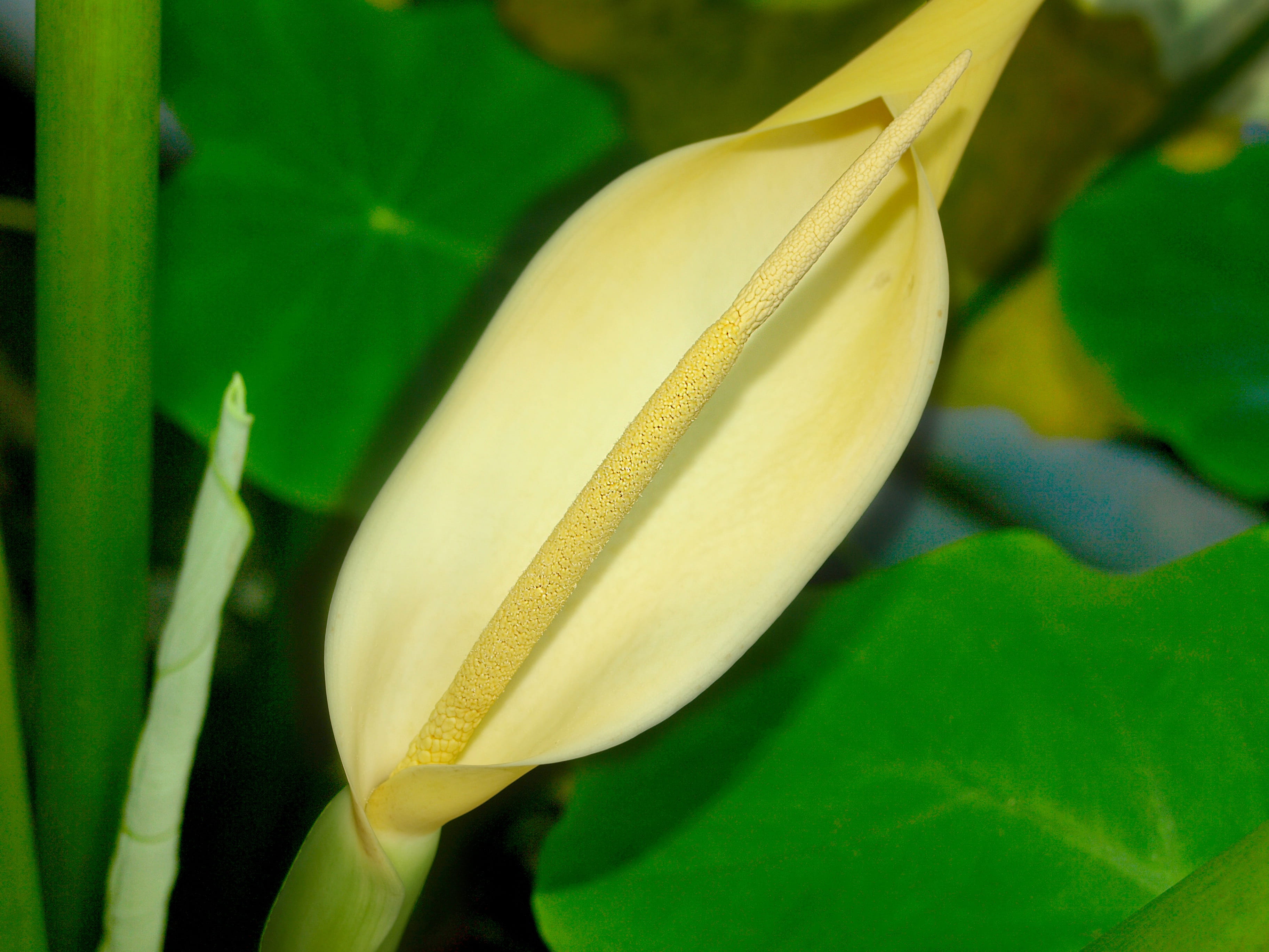 growth, sejong city, beautiful, focus on foreground, freshness, plant part, petal, taro, flower head, mysterious, outdoors, inflorescence, taro flower, HD Wallpaper