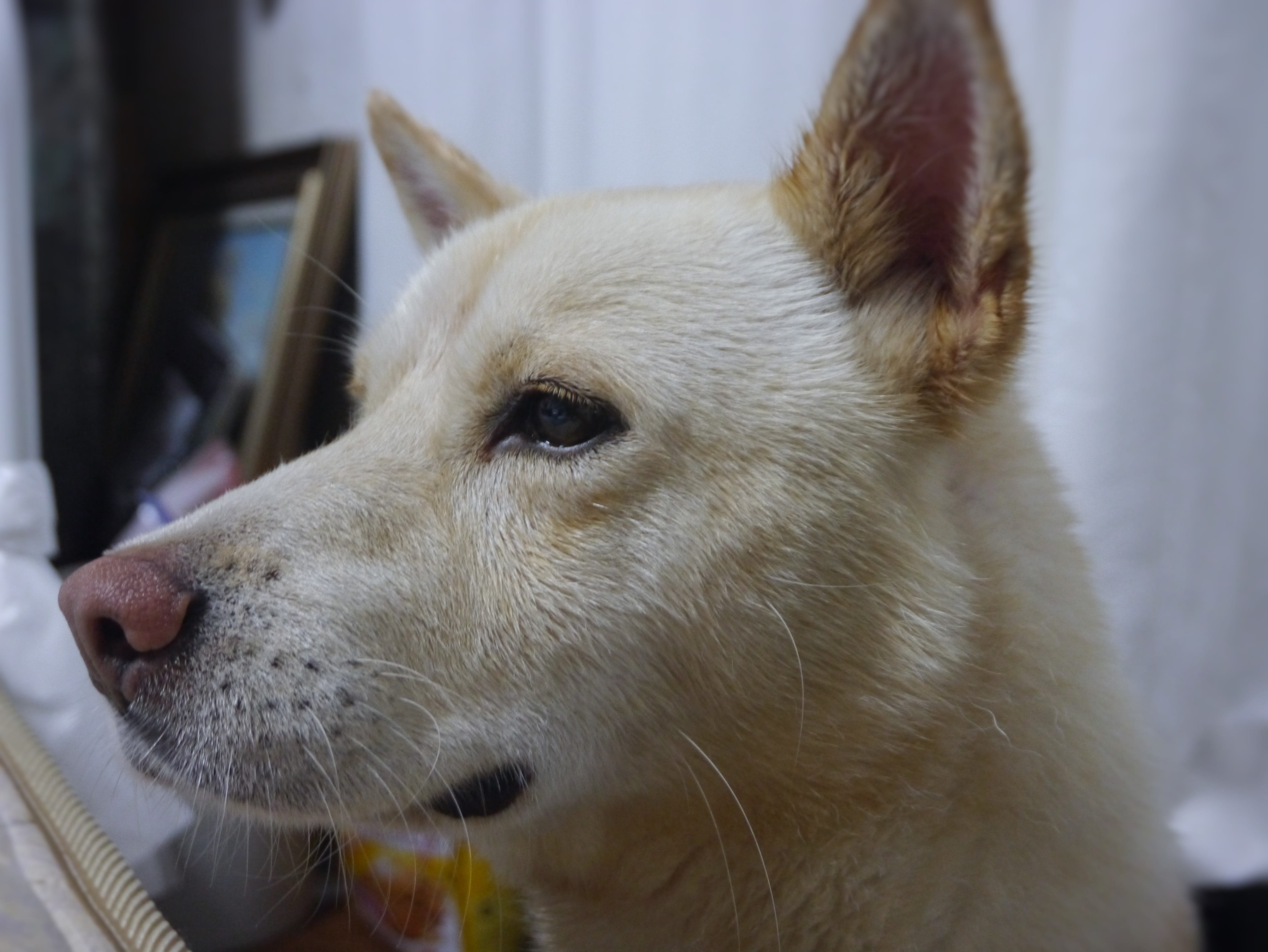 Okinawa, mammal, domestic, whisker, canine, pets, looking away, public health center, looking, profile view, otsu, based on stray dogs, animal body part, HD Wallpaper