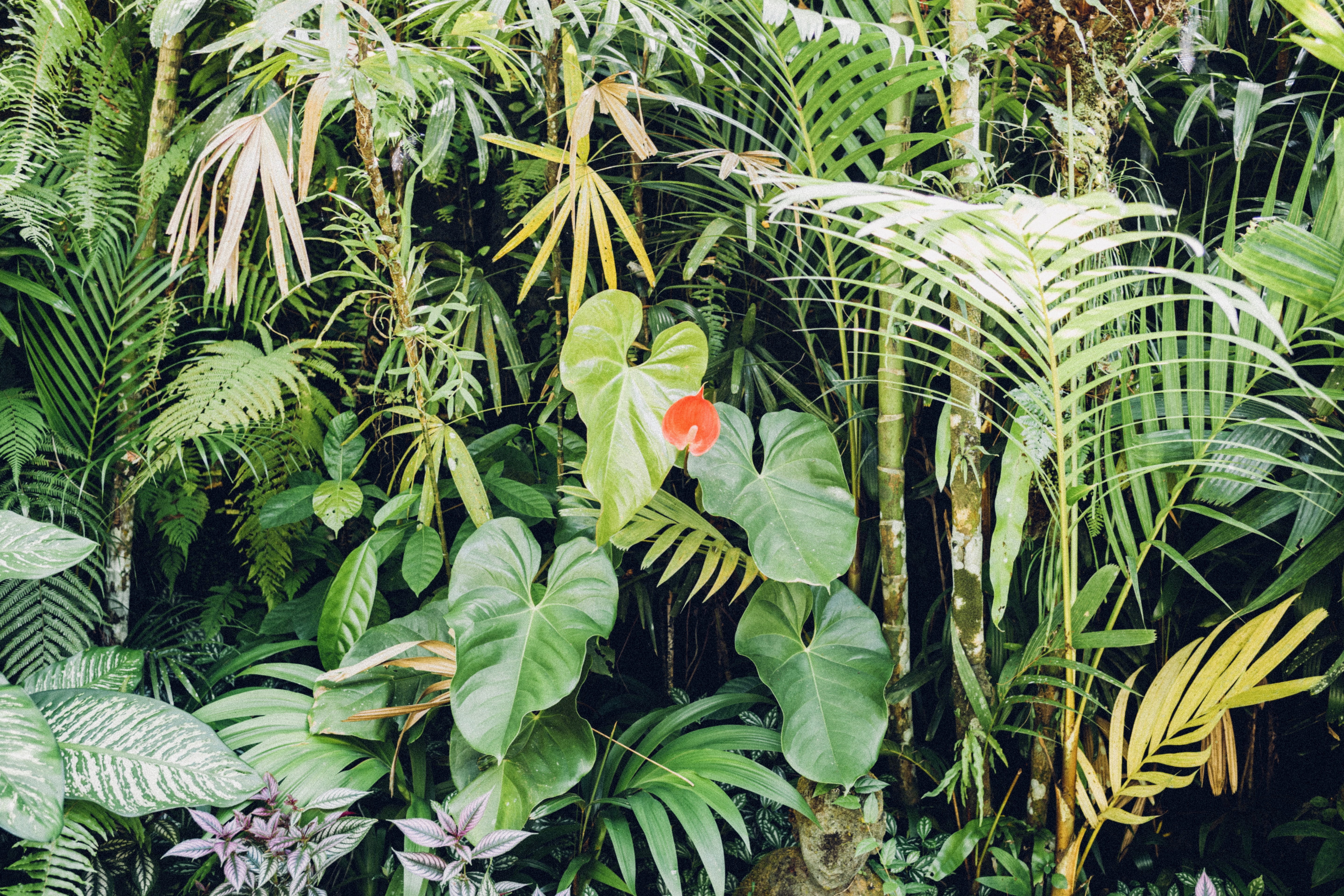 flower, plant, petal, freshness, green, nature, tree, taro, land, fragility, plant part, day, leaf, growth, flowering plant, outdoors, high angle view, HD Wallpaper