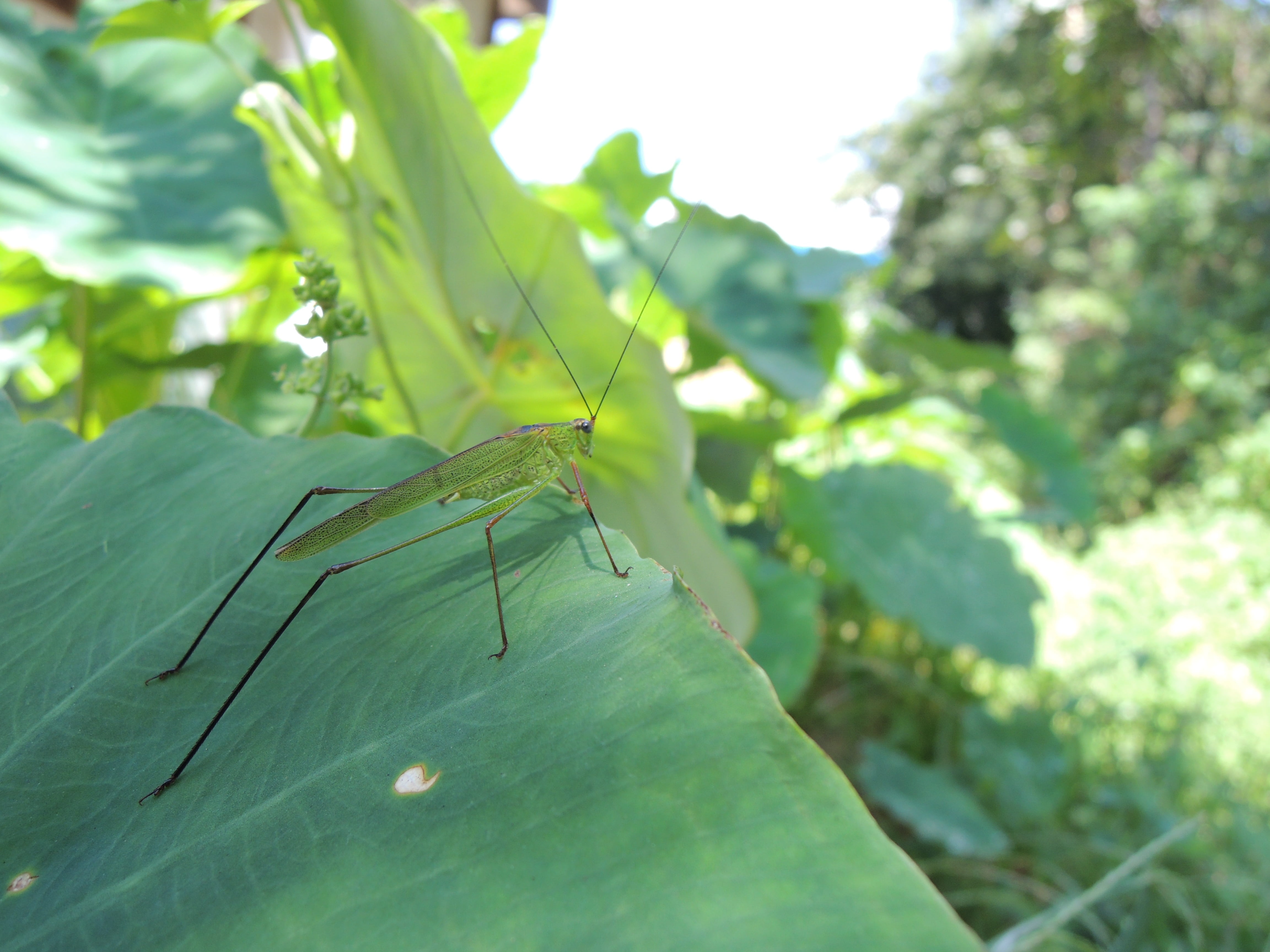 leaf, animal, close-up, growth, taro, invertebrate, focus on foreground, animals in the wild, the chi, 4K, animal body part, green color, grasshopper, HD Wallpaper