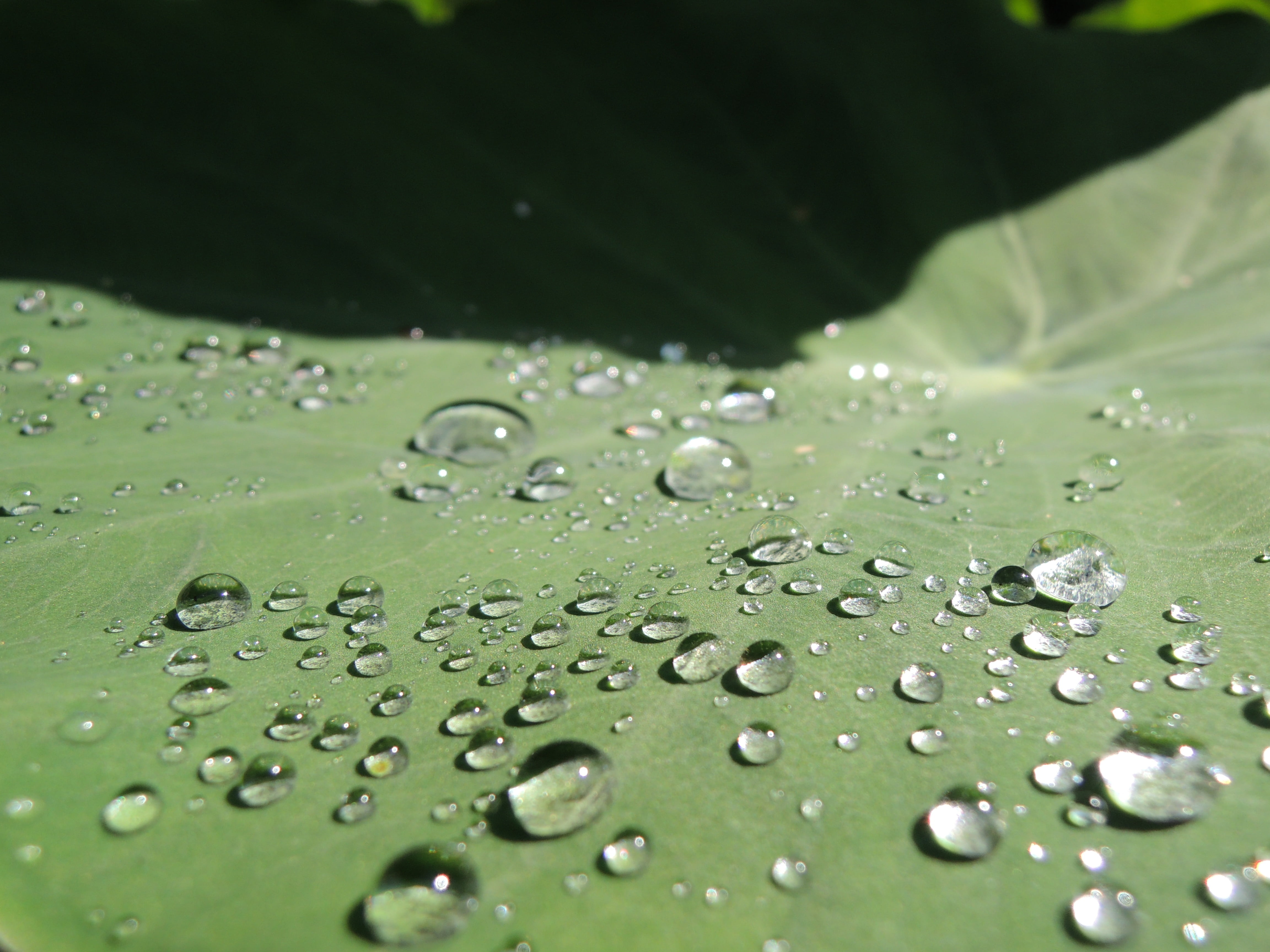 taro, leaves, plant part, raindrop, nature, beauty in nature, rainy season, water, wet, outdoors, purity, selective focus, drop, dew, 4K, rain, close-up, HD Wallpaper
